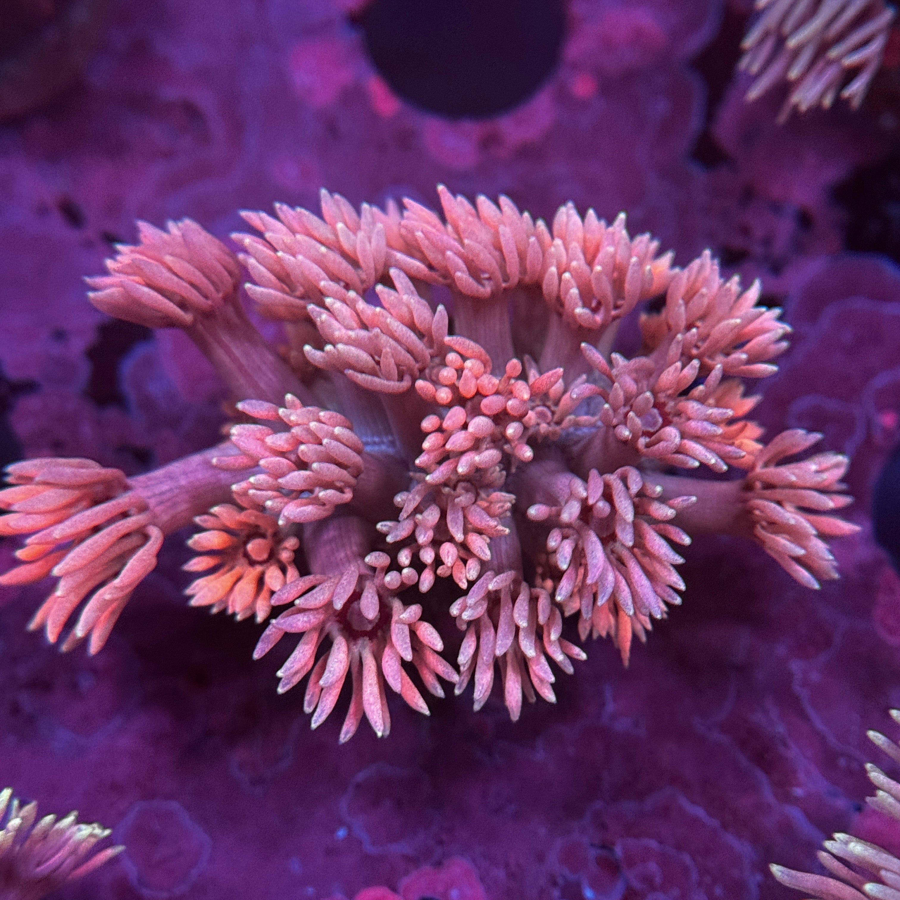 Princess Peach Goniopora
