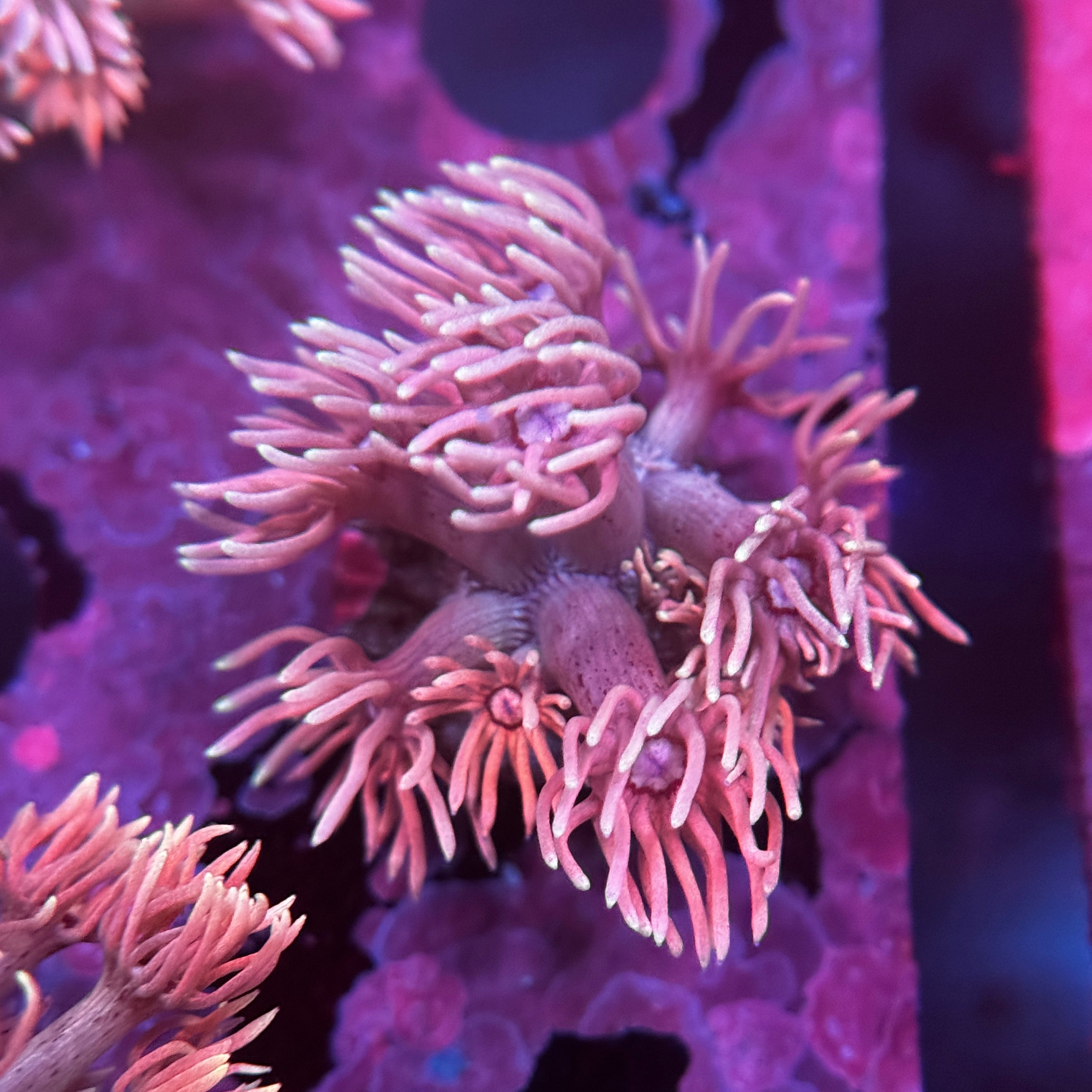 Princess Bubblegum Goniopora