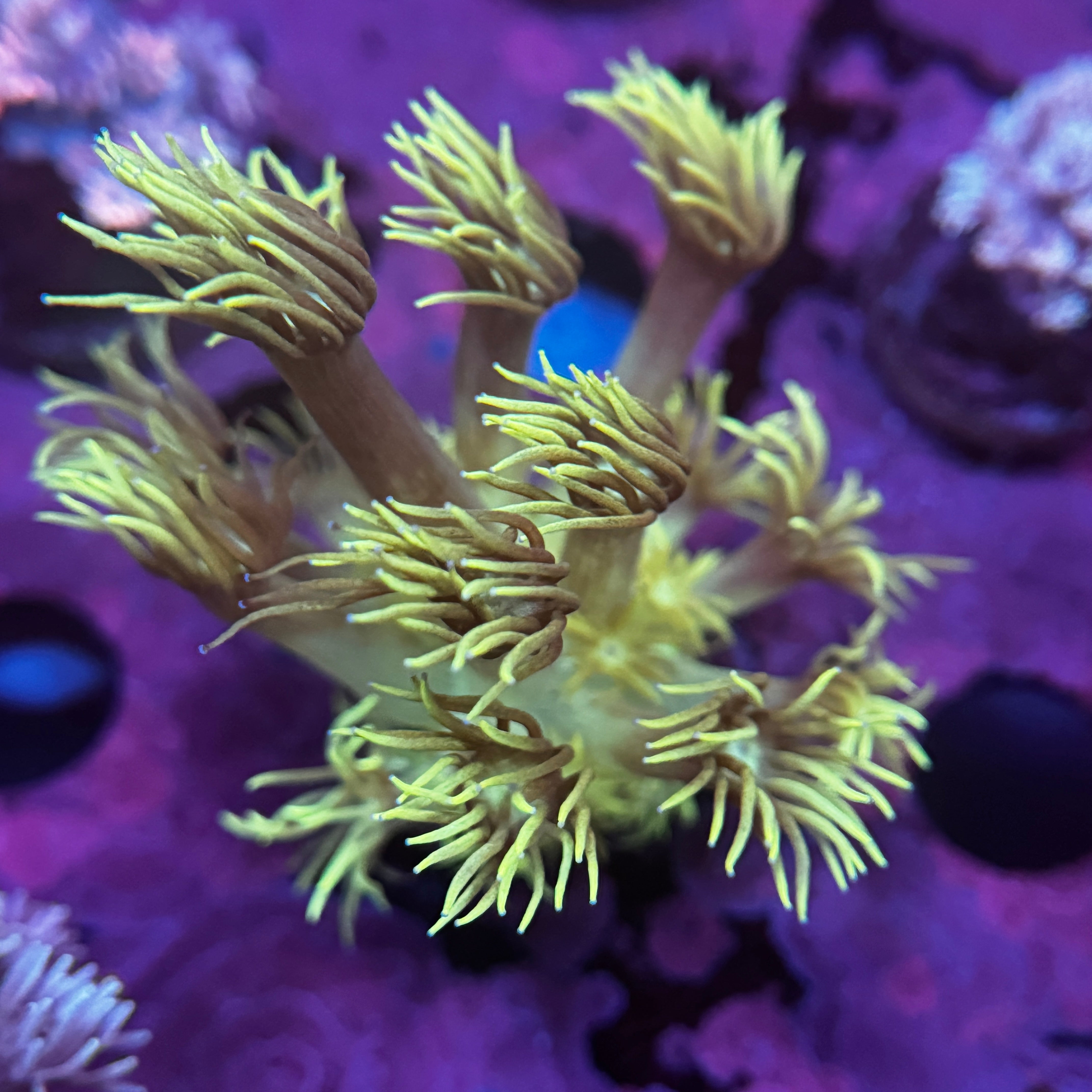 Highlighter Goniopora