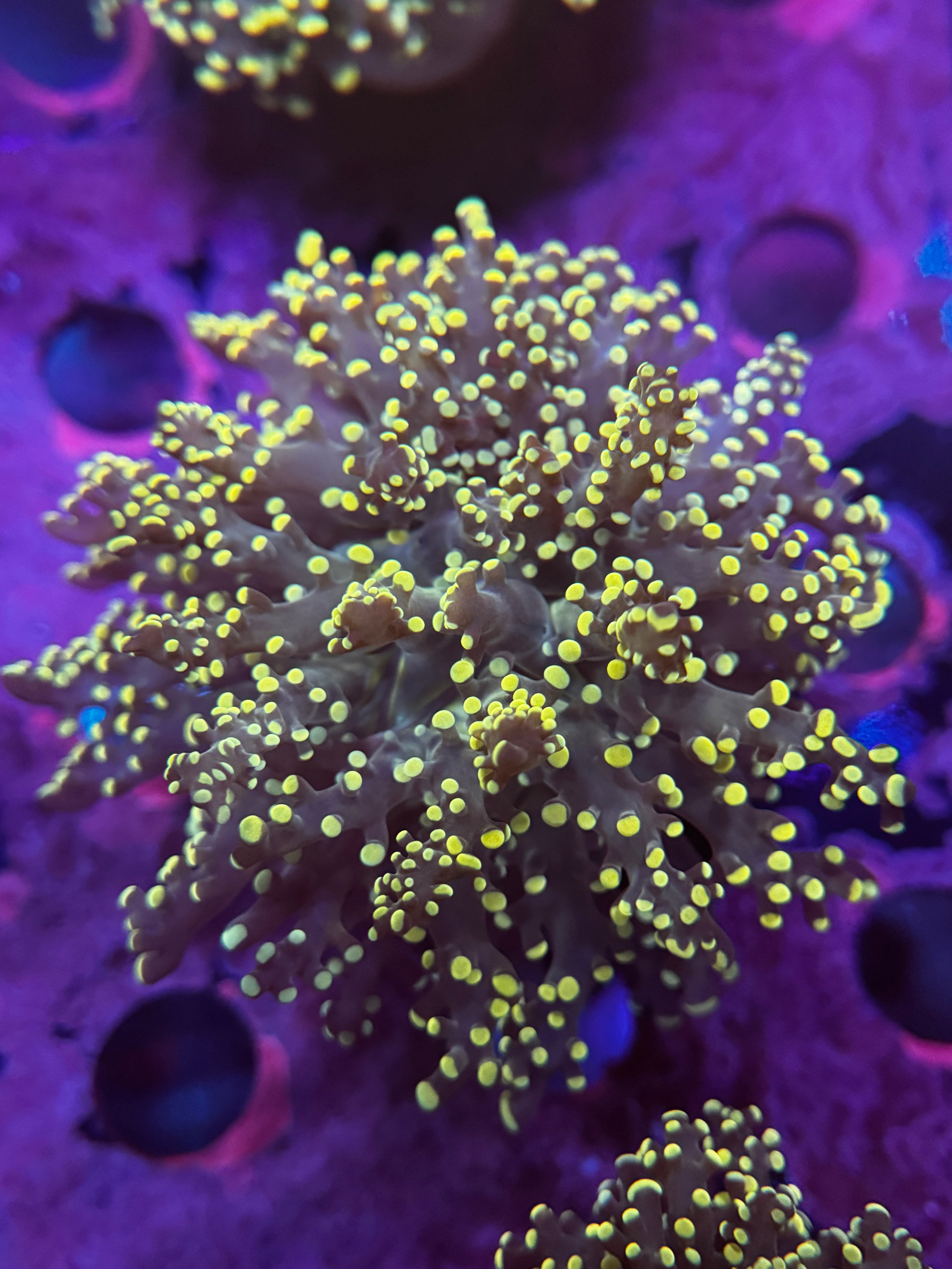 Neon Yaeyamaensis