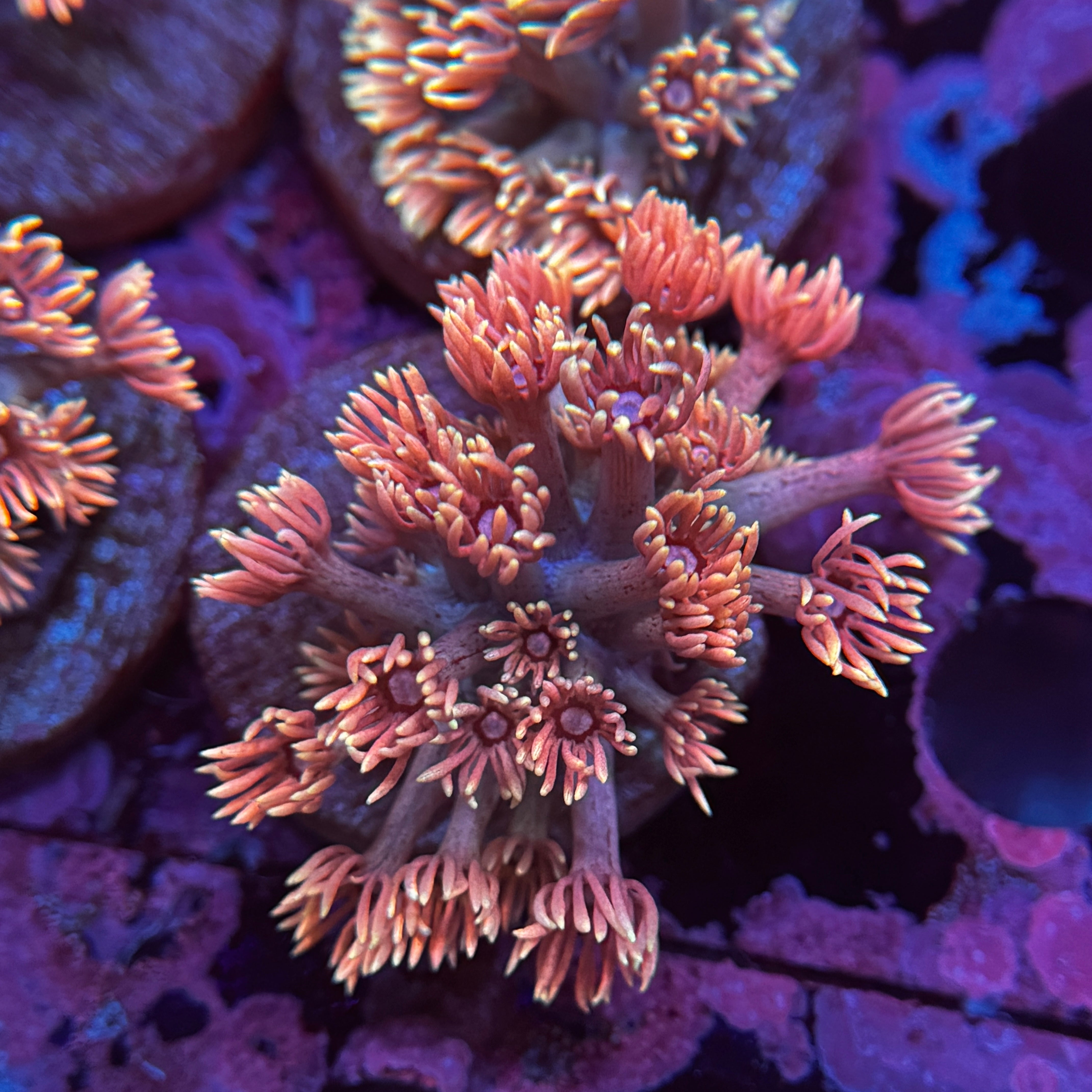 Peachy Keen Goniopora
