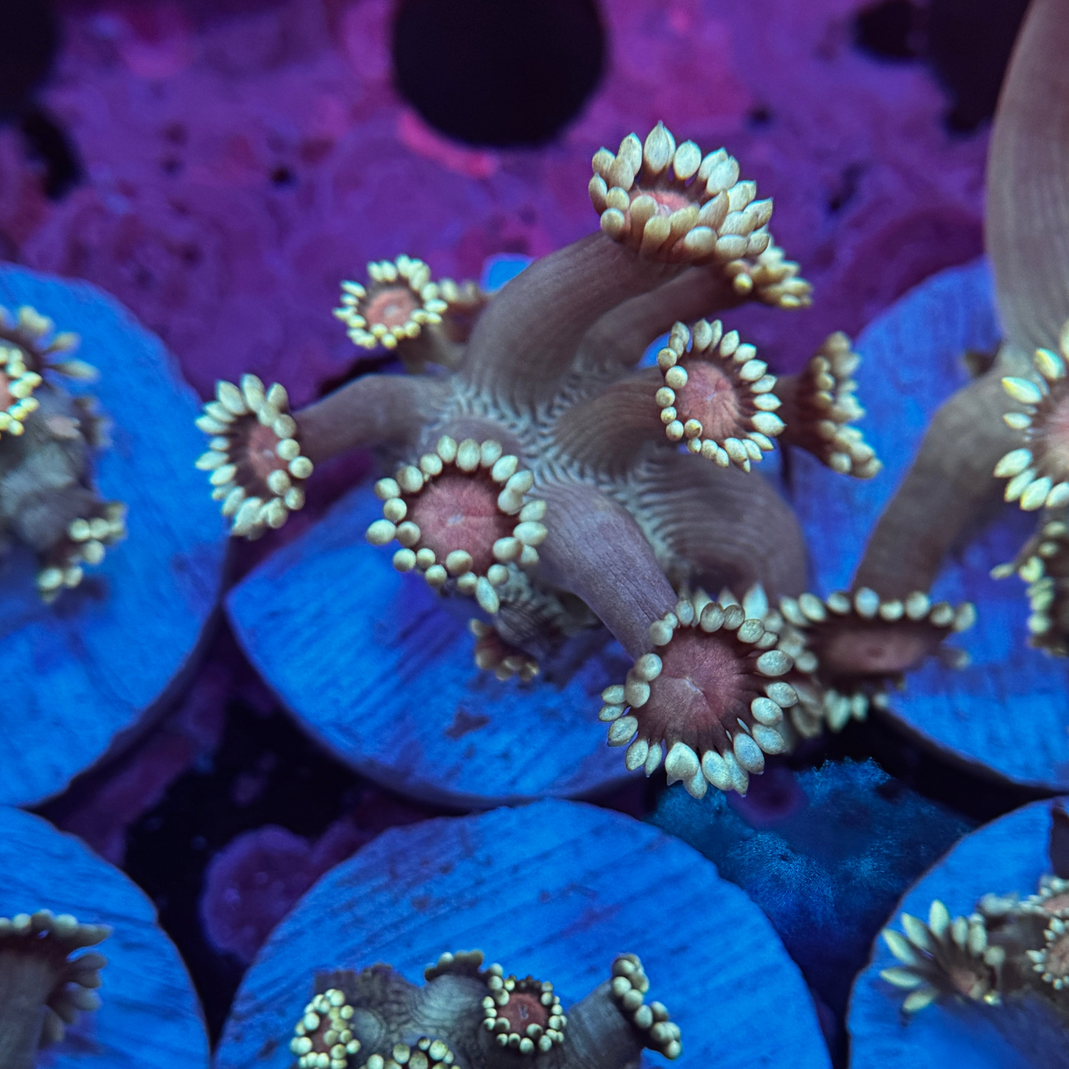 Dr Suess Goniopora