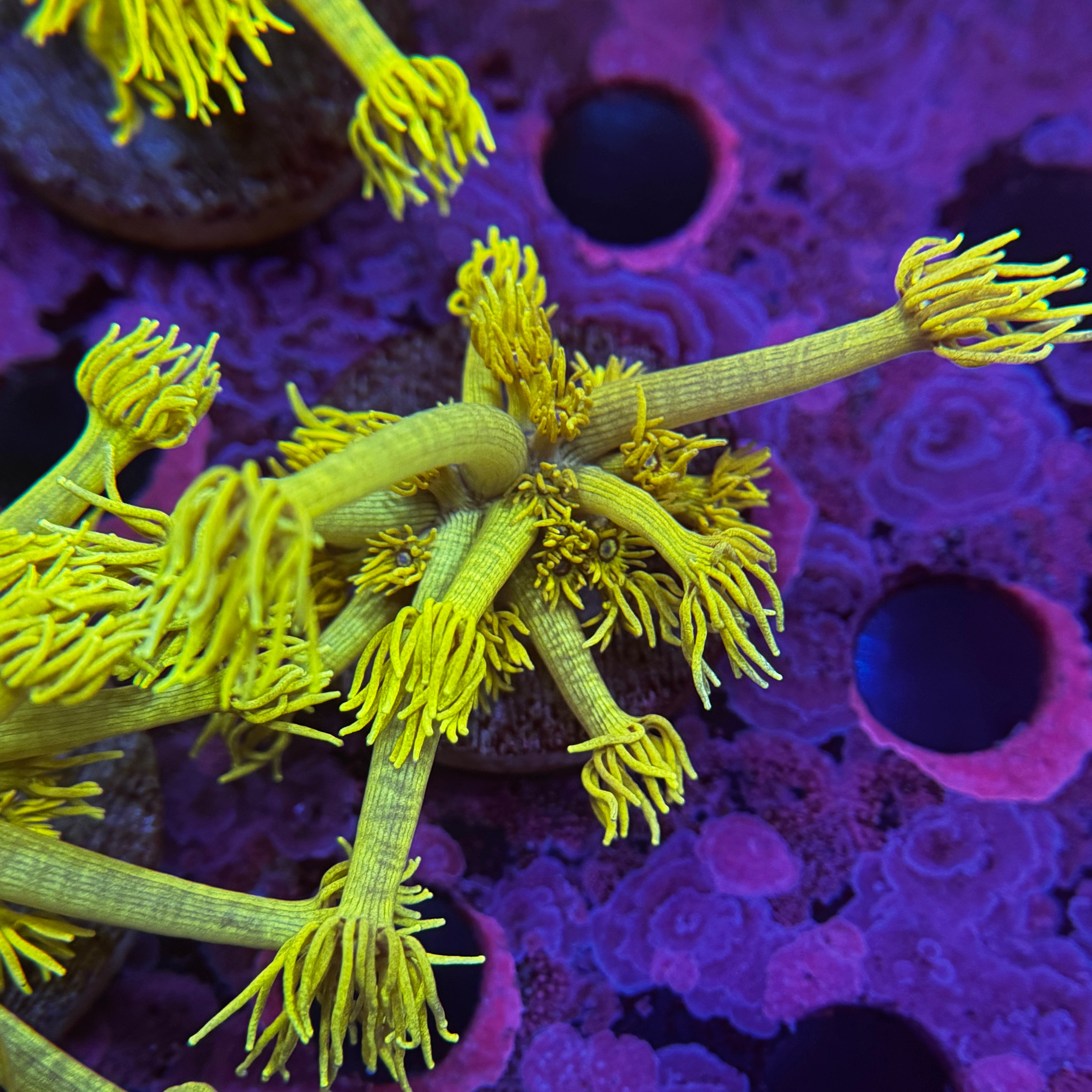 Yellow Banana Goniopora 2