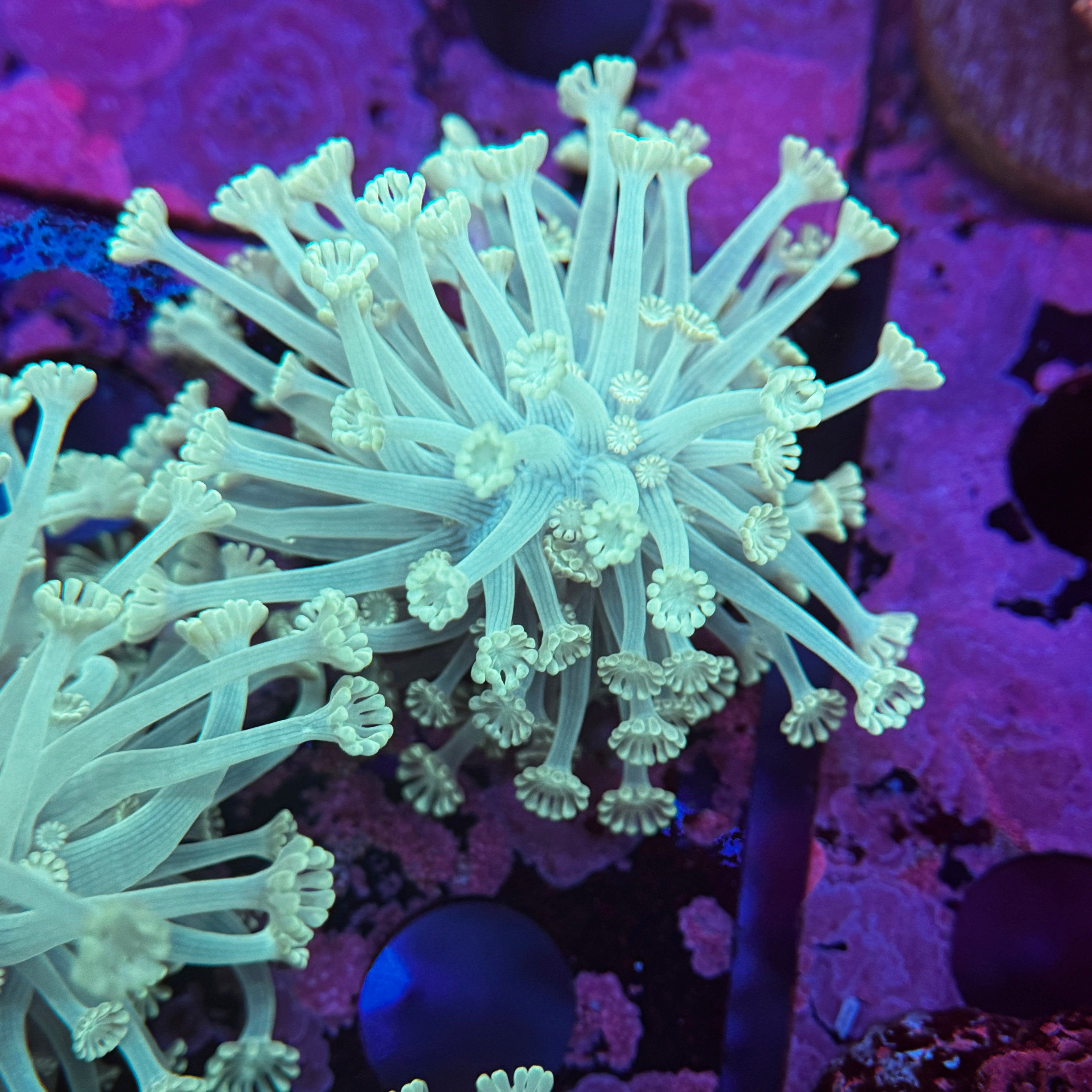 Light Green Alveopora