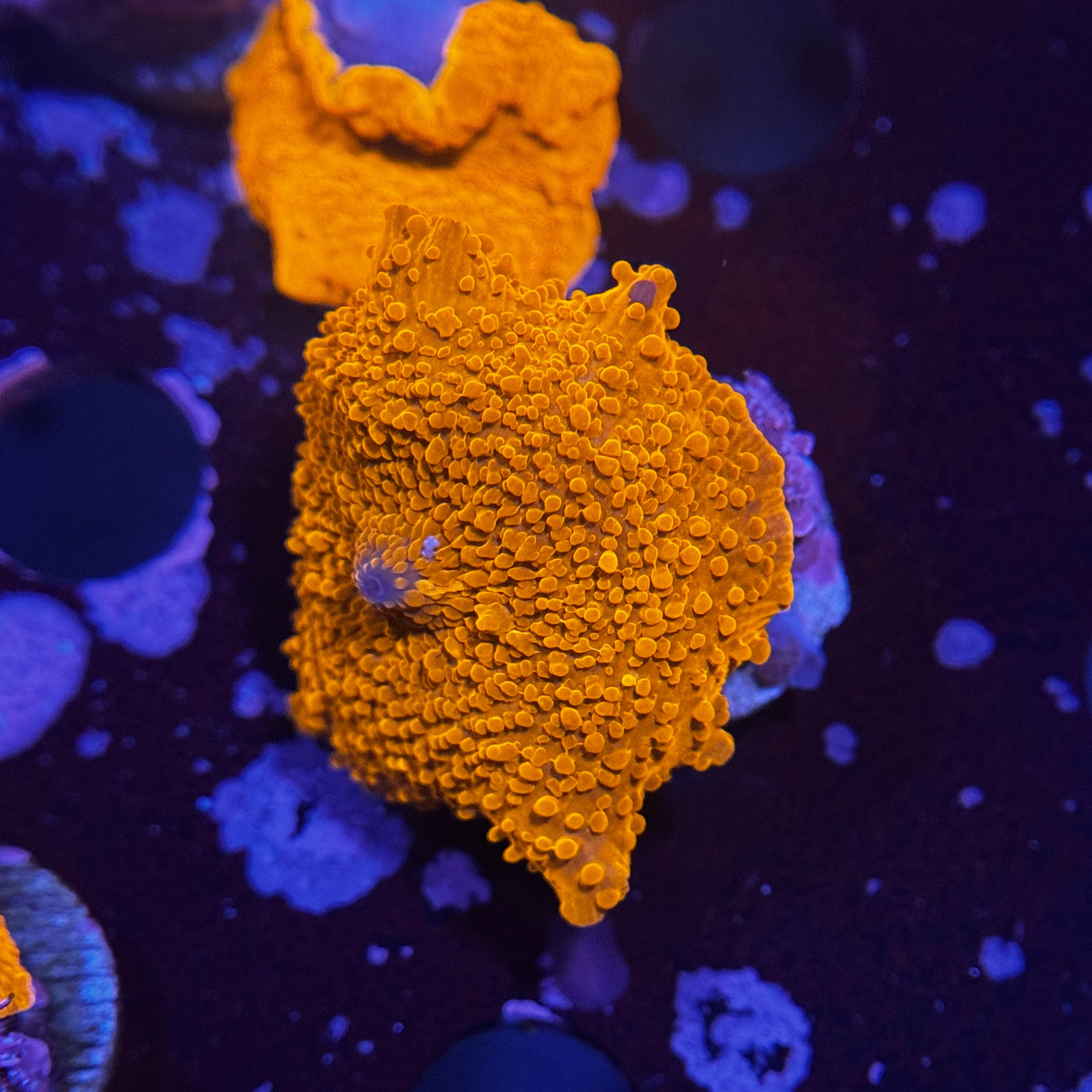 Speckled Orange Discosoma Mushroom