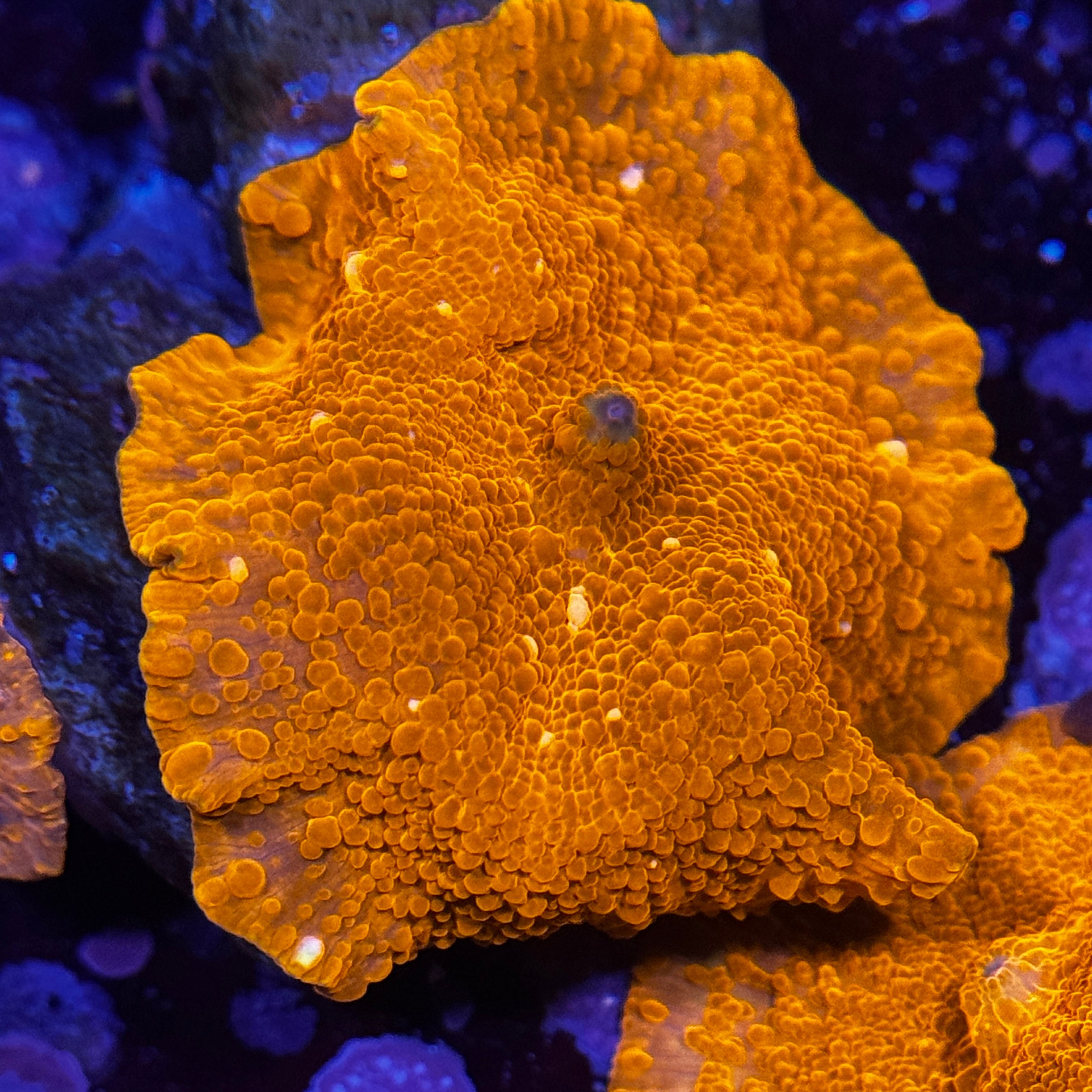 Speckled Orange Discosoma Mushroom
