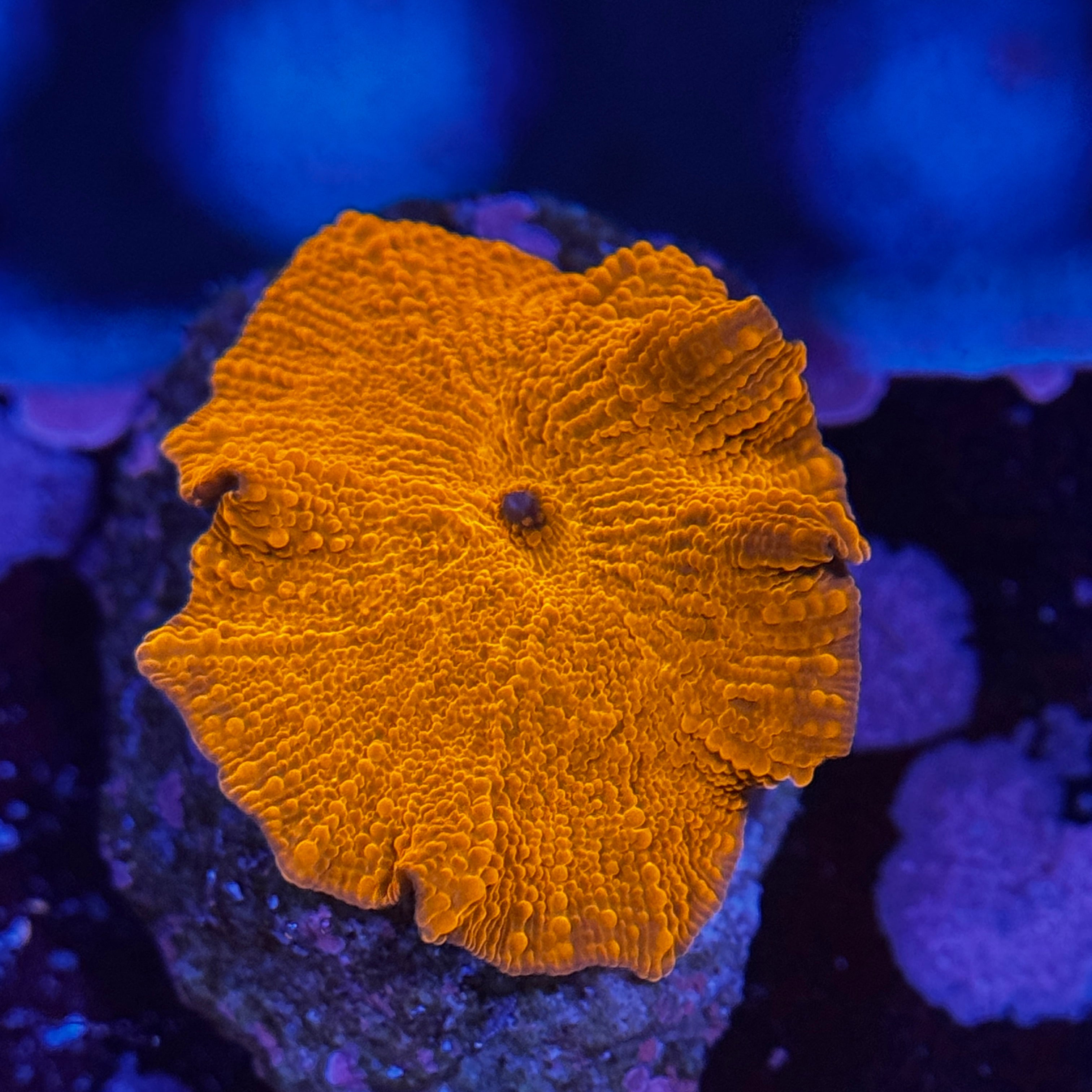 Orange Discosoma Mushroom