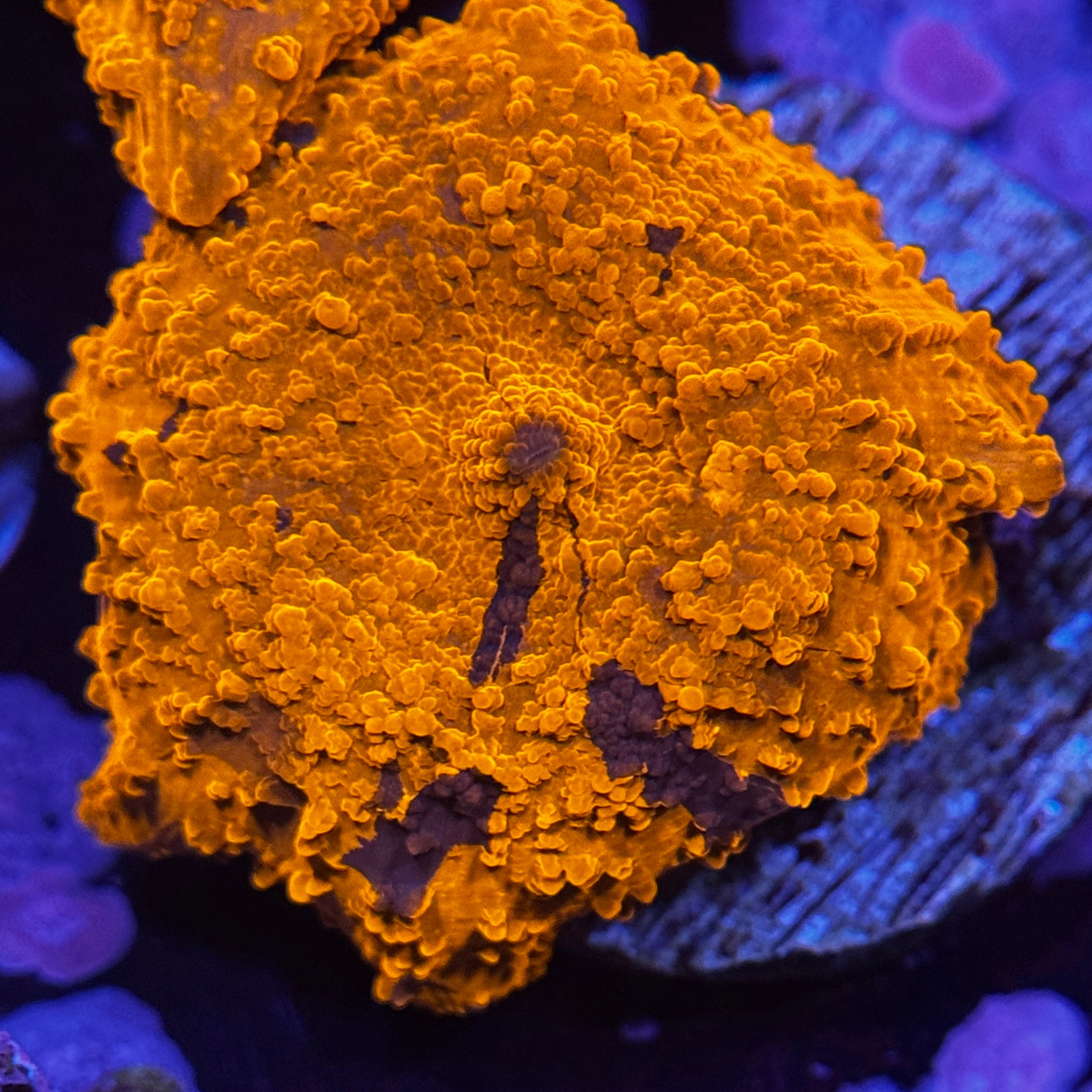 Deadpool Jawbreaker Mushroom