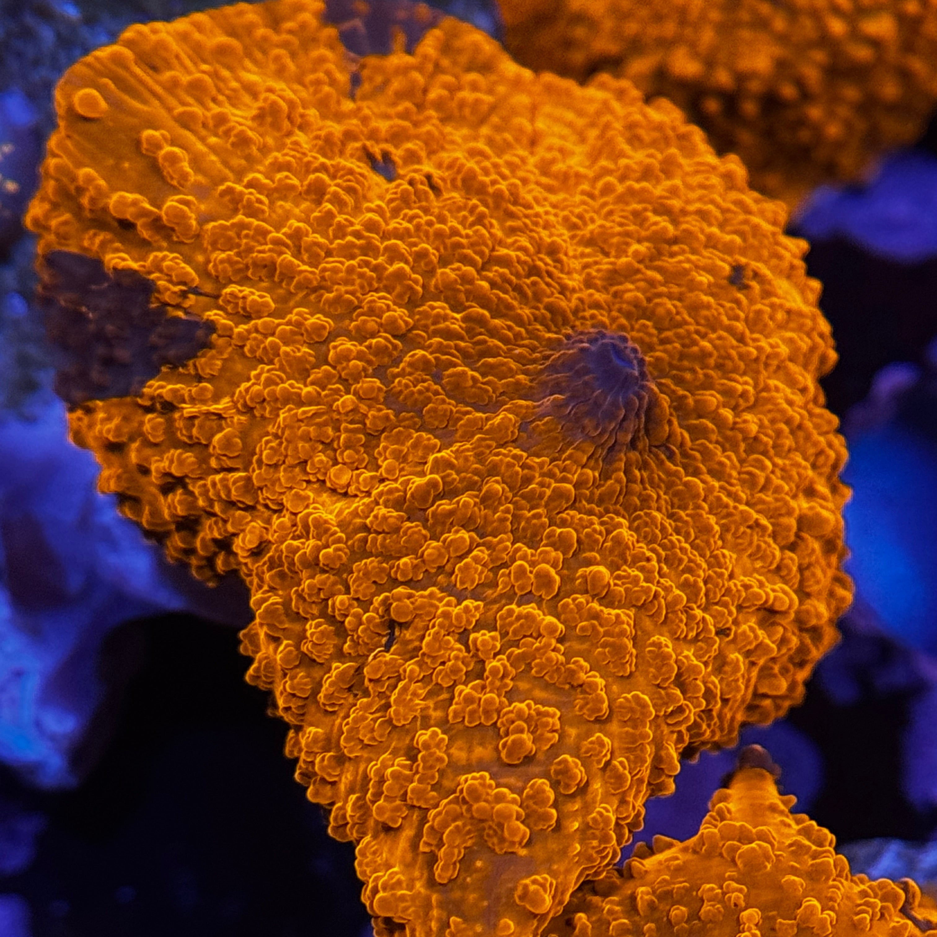 B Grade Deadpool Jawbreaker Mushroom