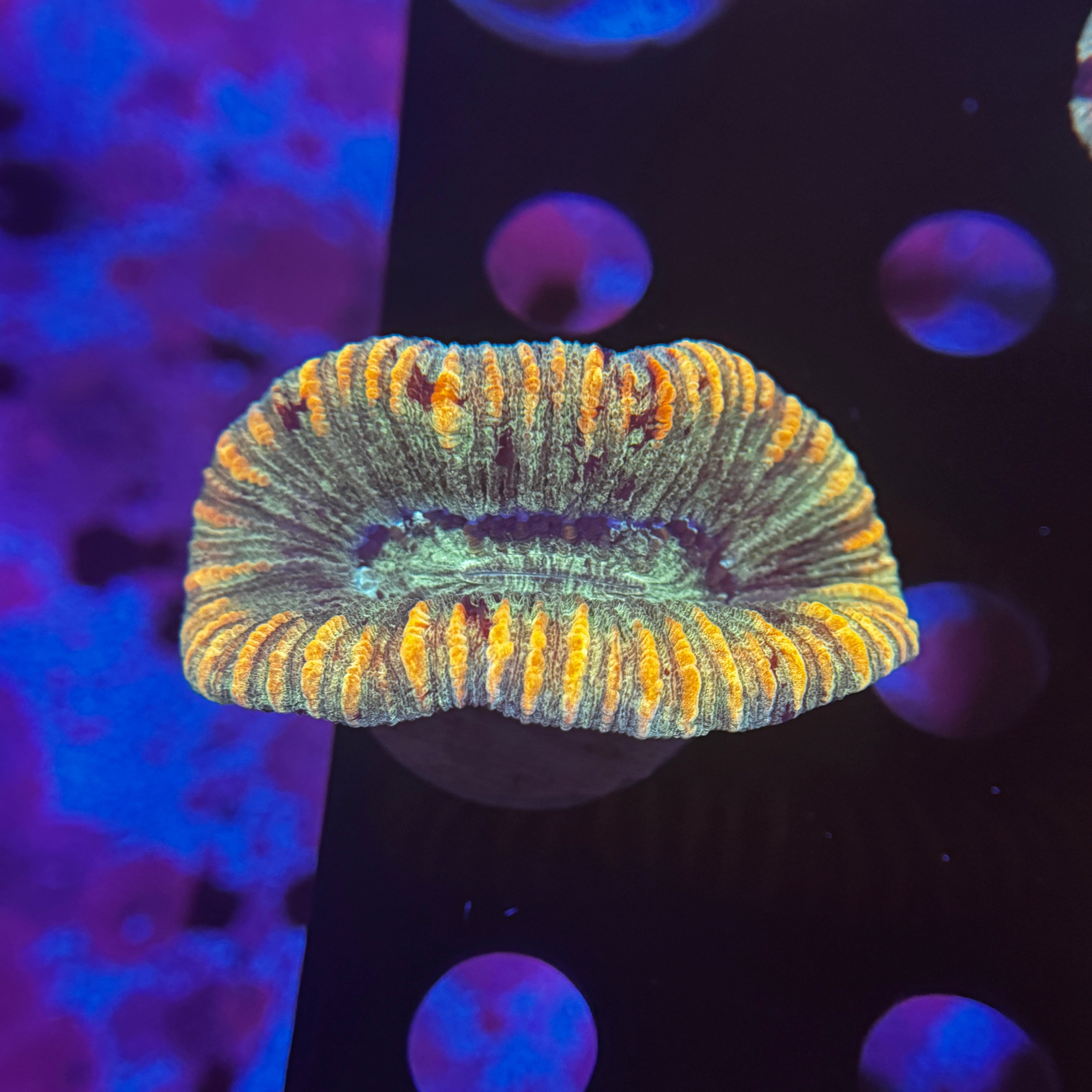 Rainbow Trachy 14