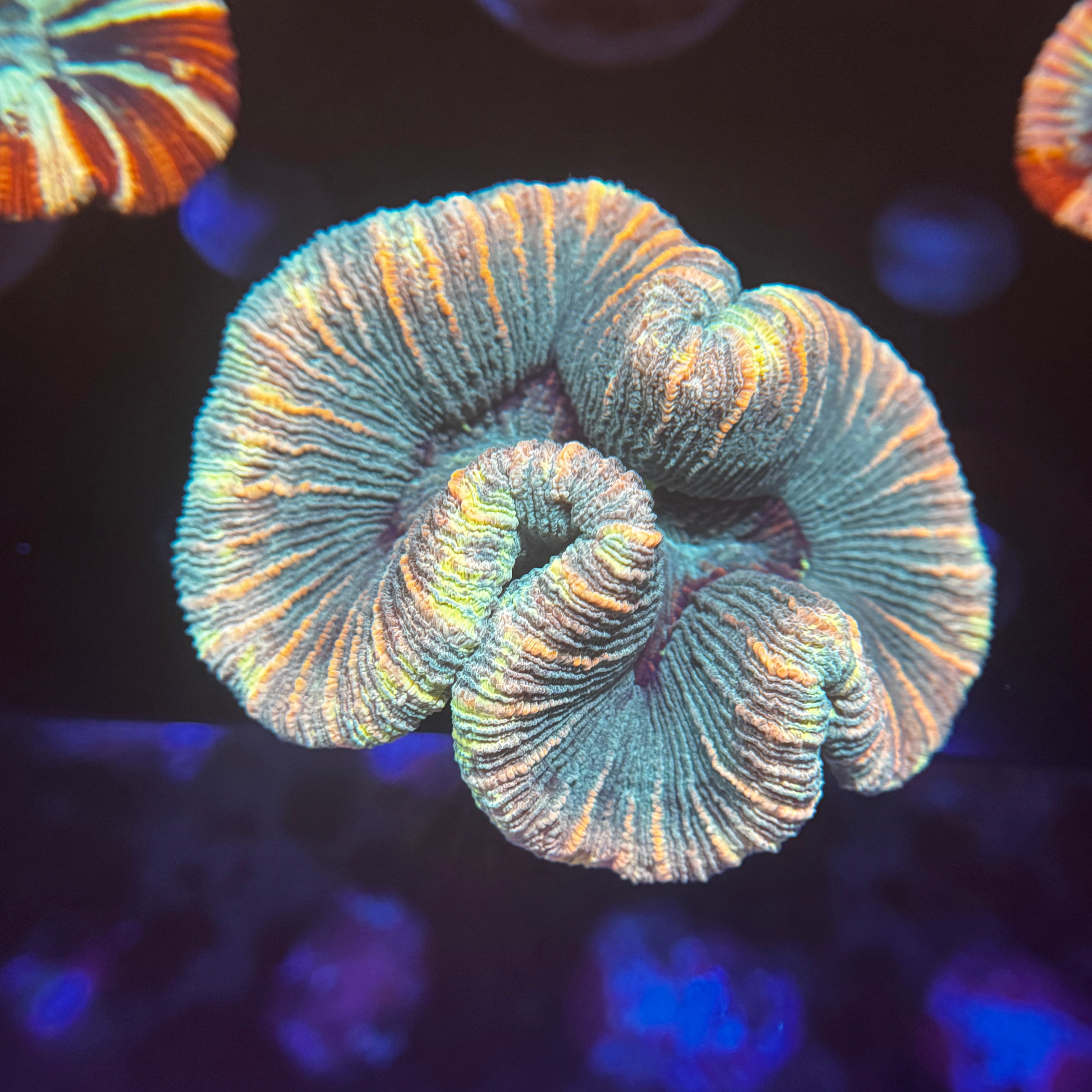Rainbow Trachy 3