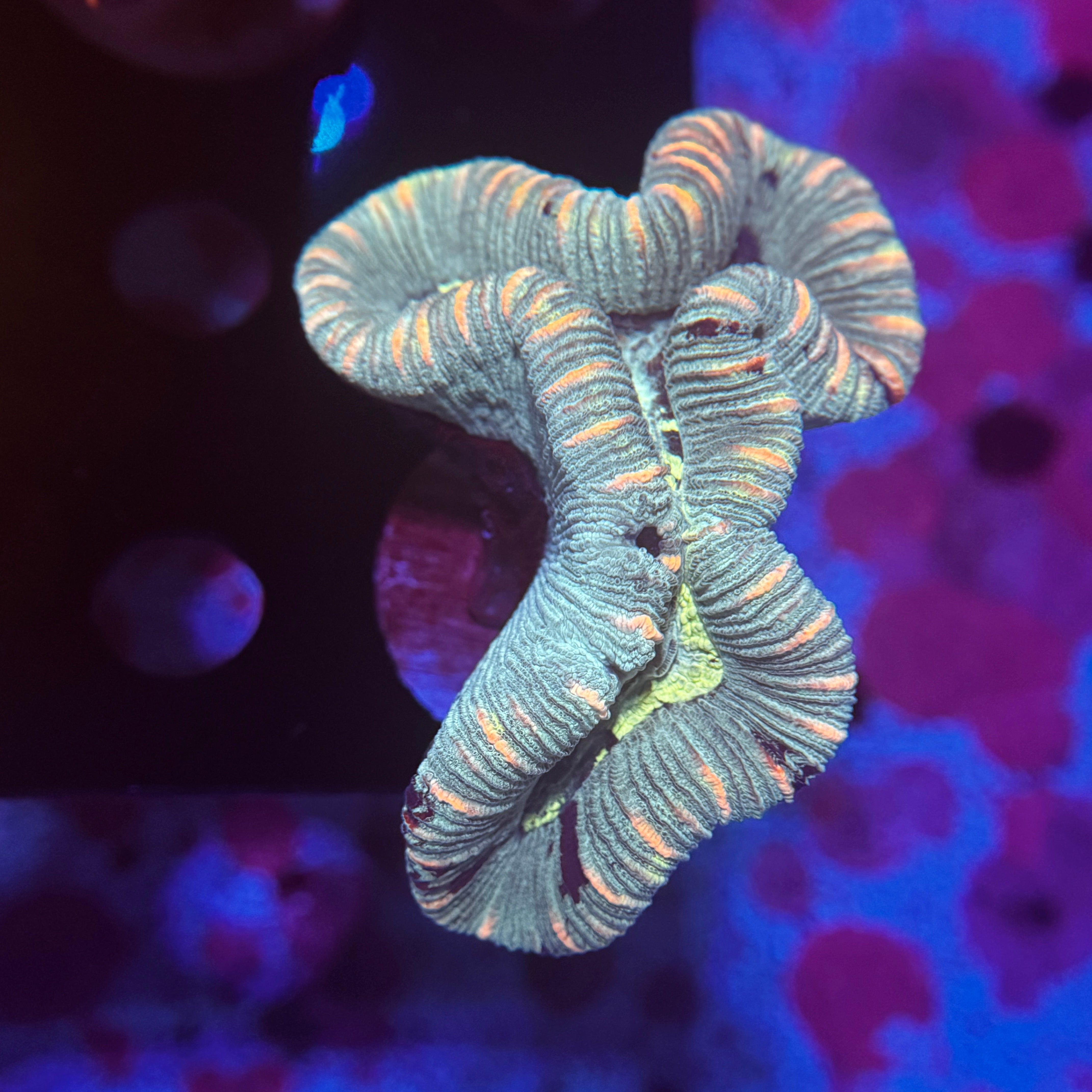 Rainbow Trachy 13