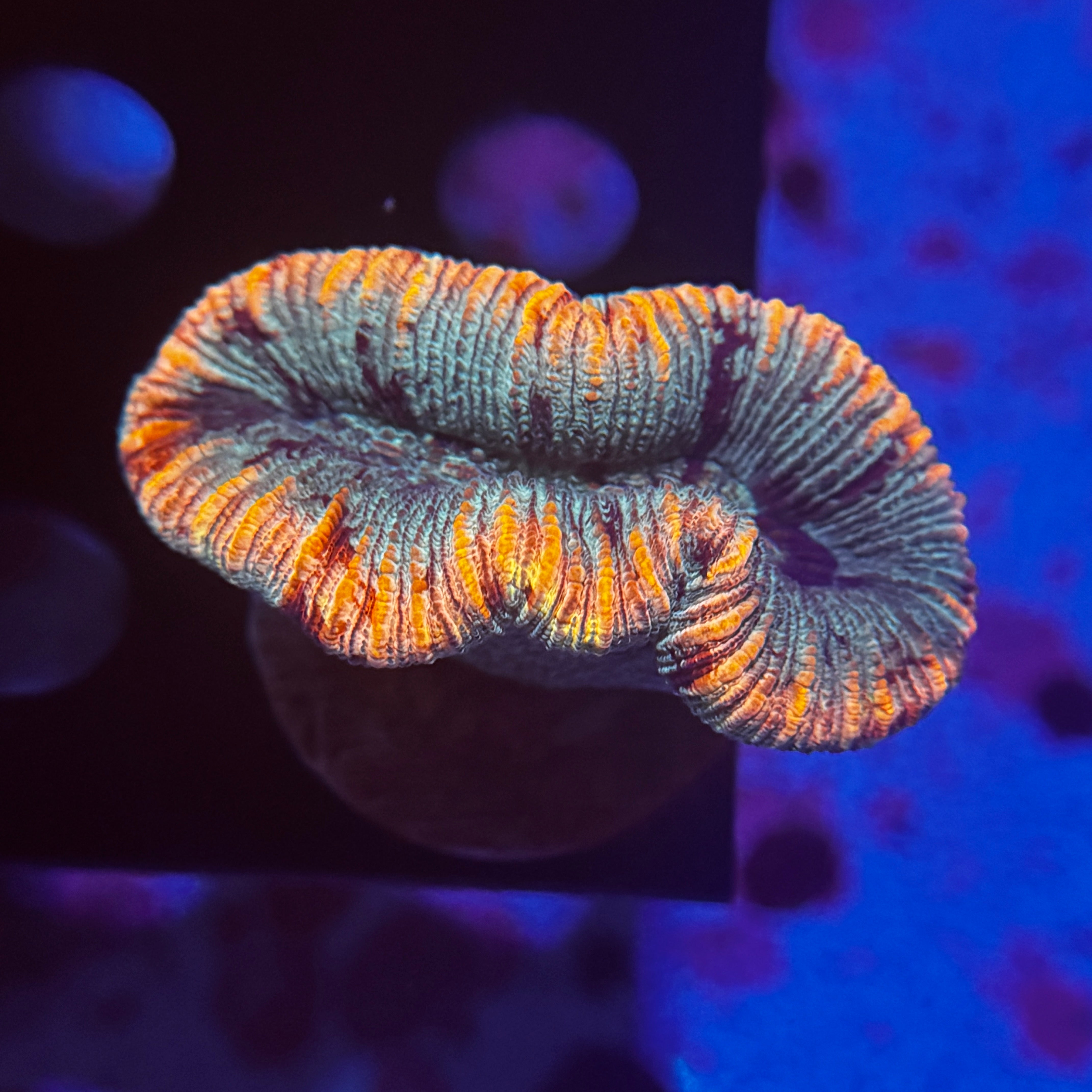 Rainbow Trachy 20