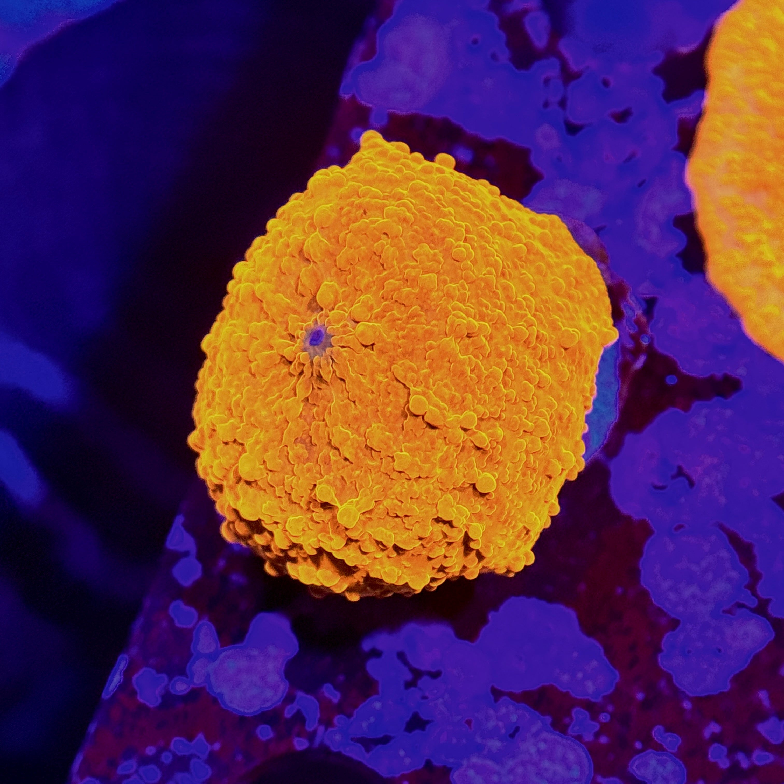 Orange Speckled Mushroom