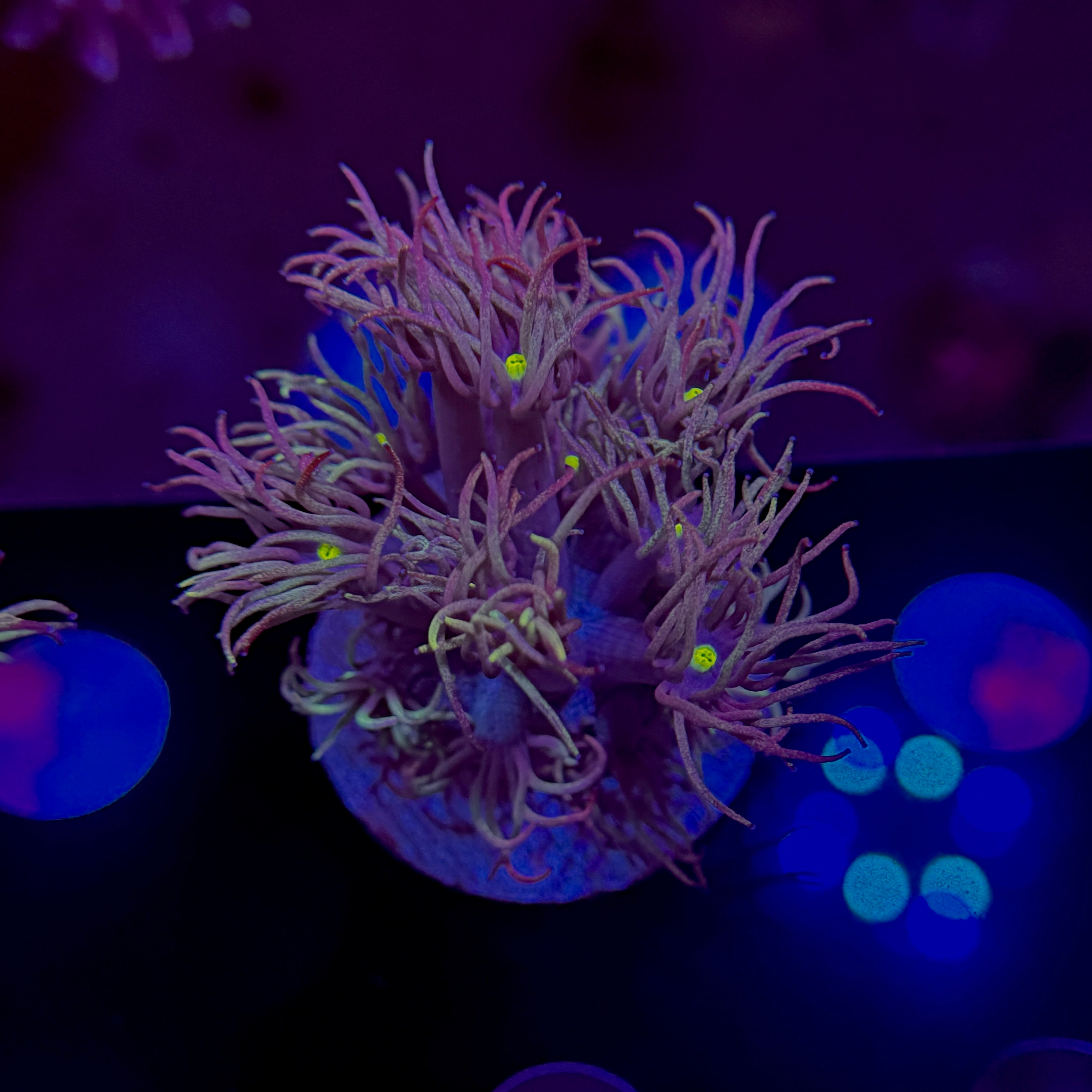Unicorn Mane Goniopora 2