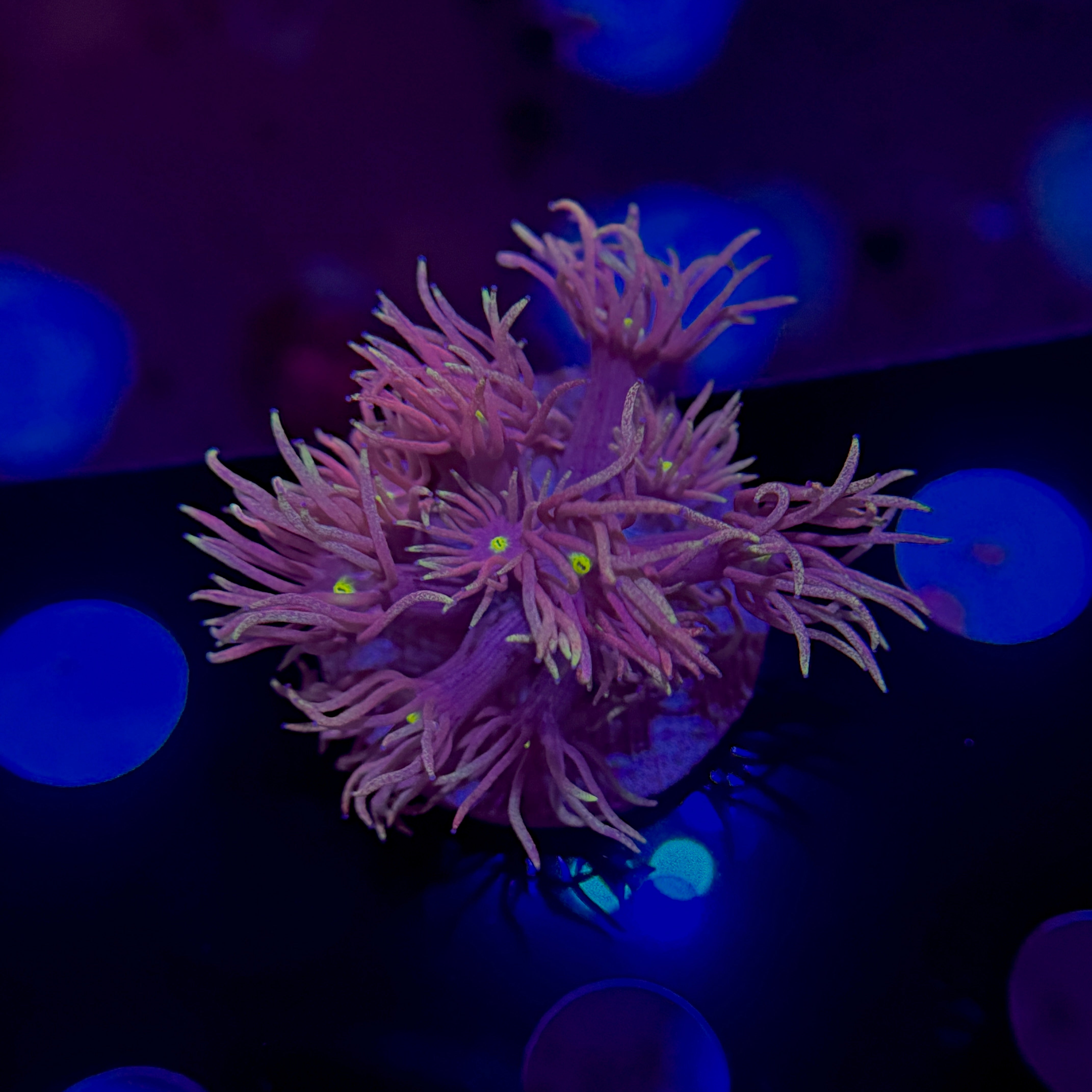 Unicorn Mane Goniopora 3