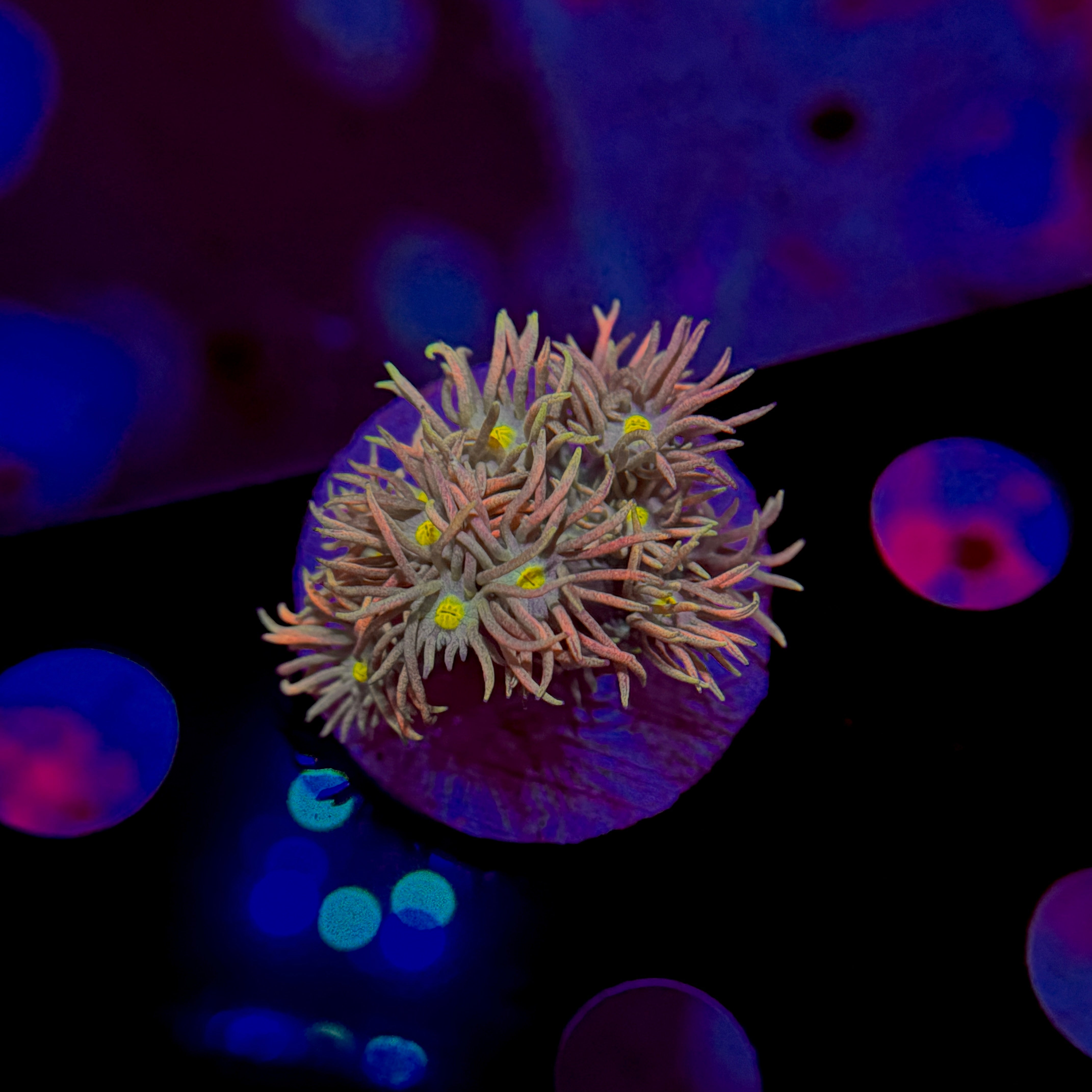 Rainbow Goniopora