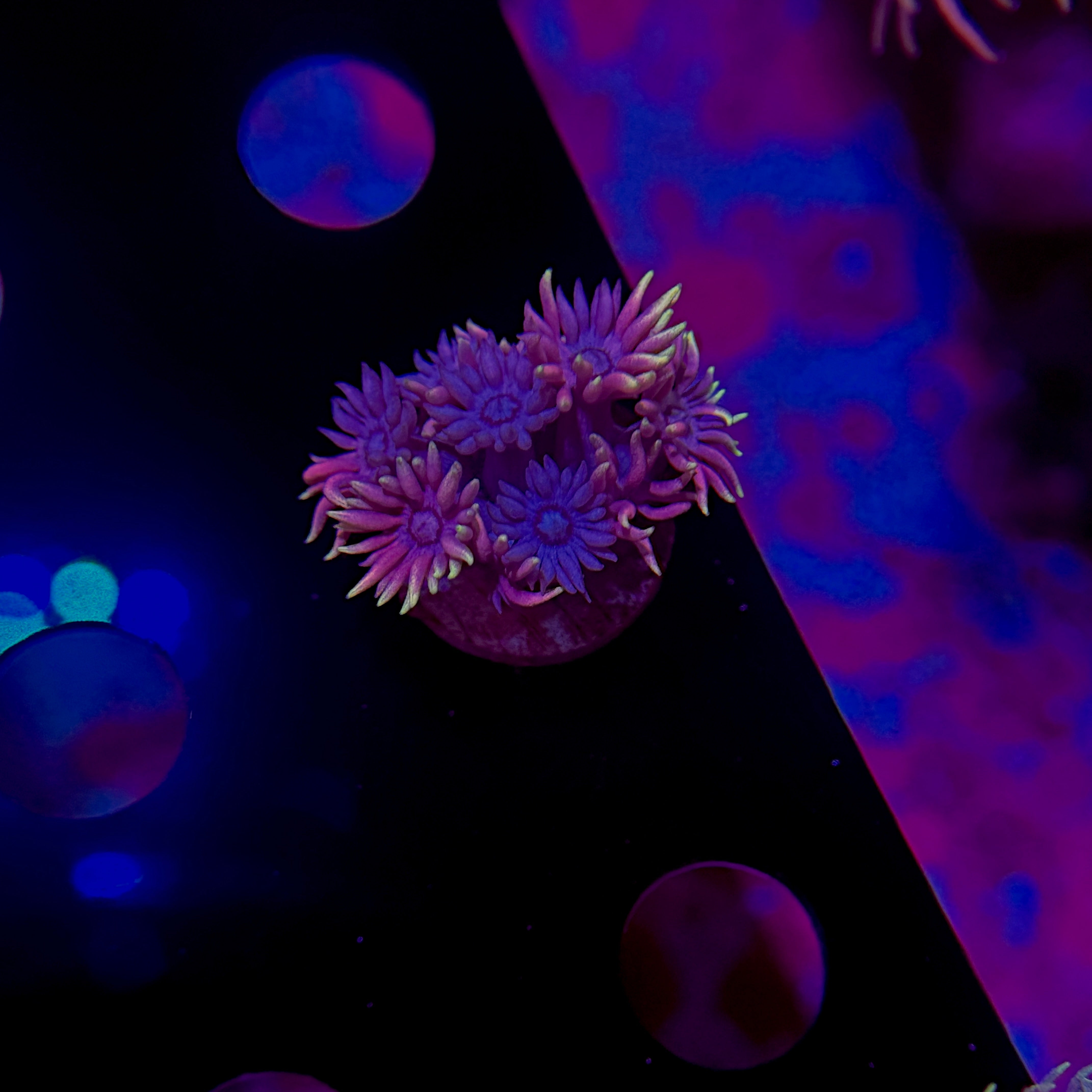 Rainbow Goniopora