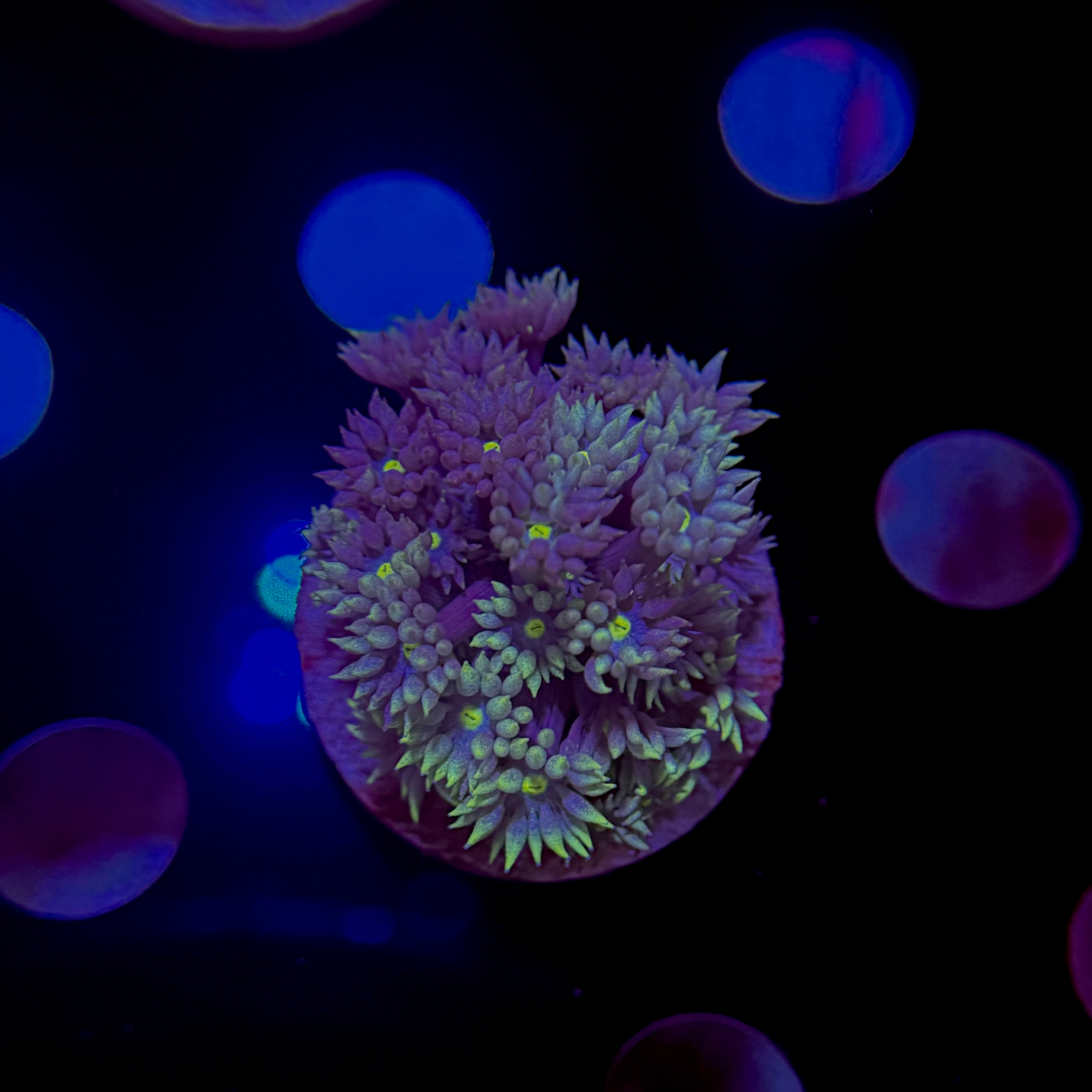 Cloak & Dagger Goniopora 2