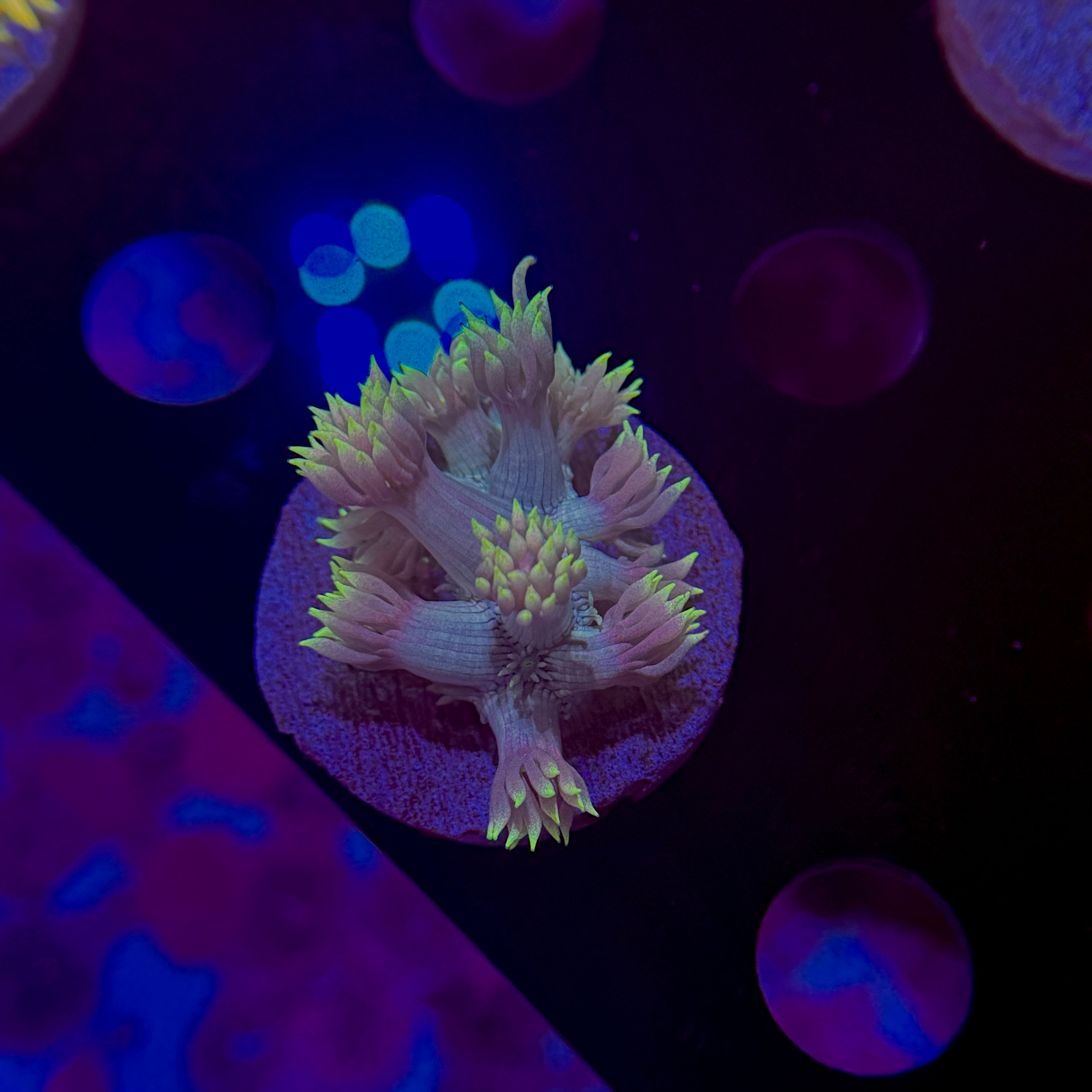 Sherbet Goniopora 2