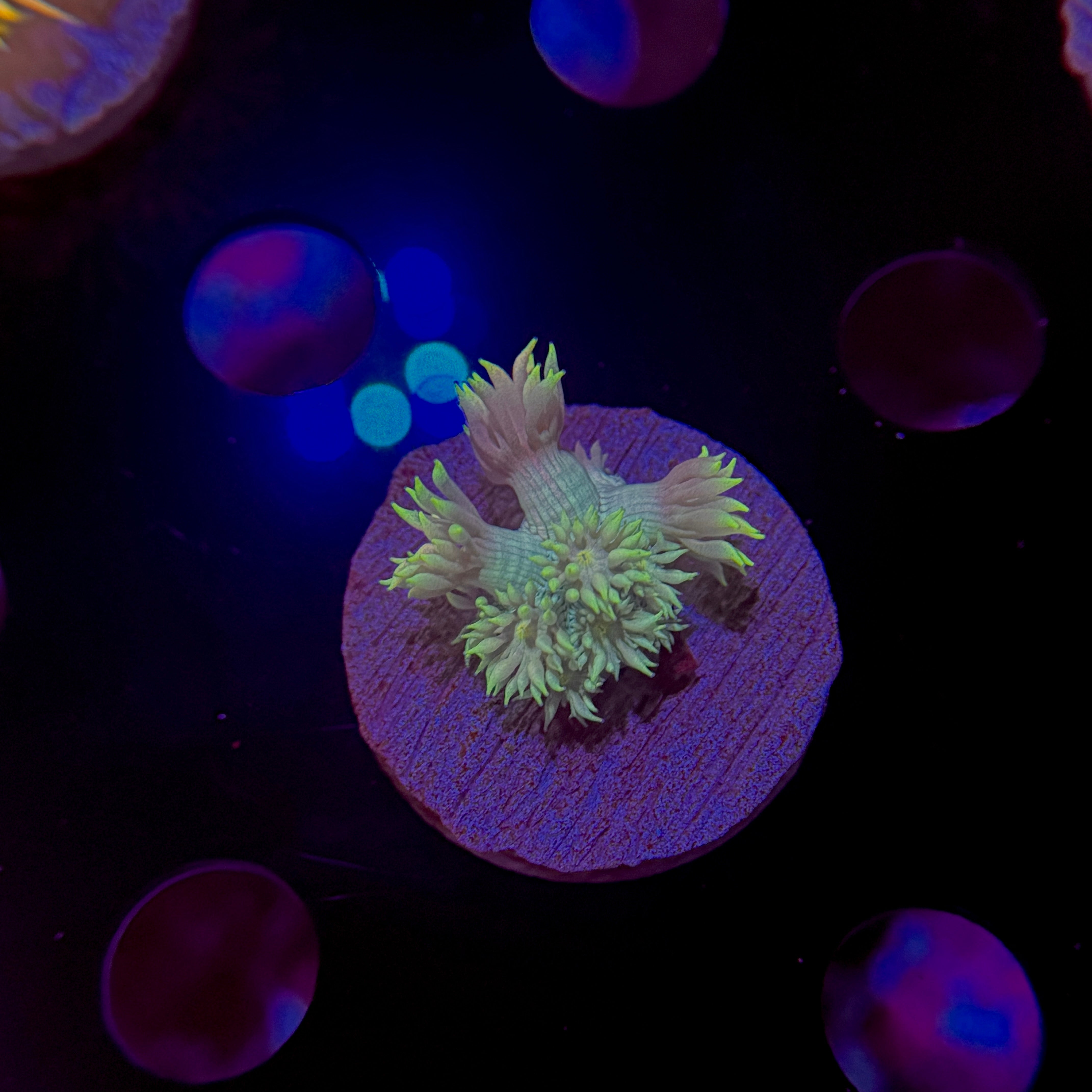 Sherbet Goniopora