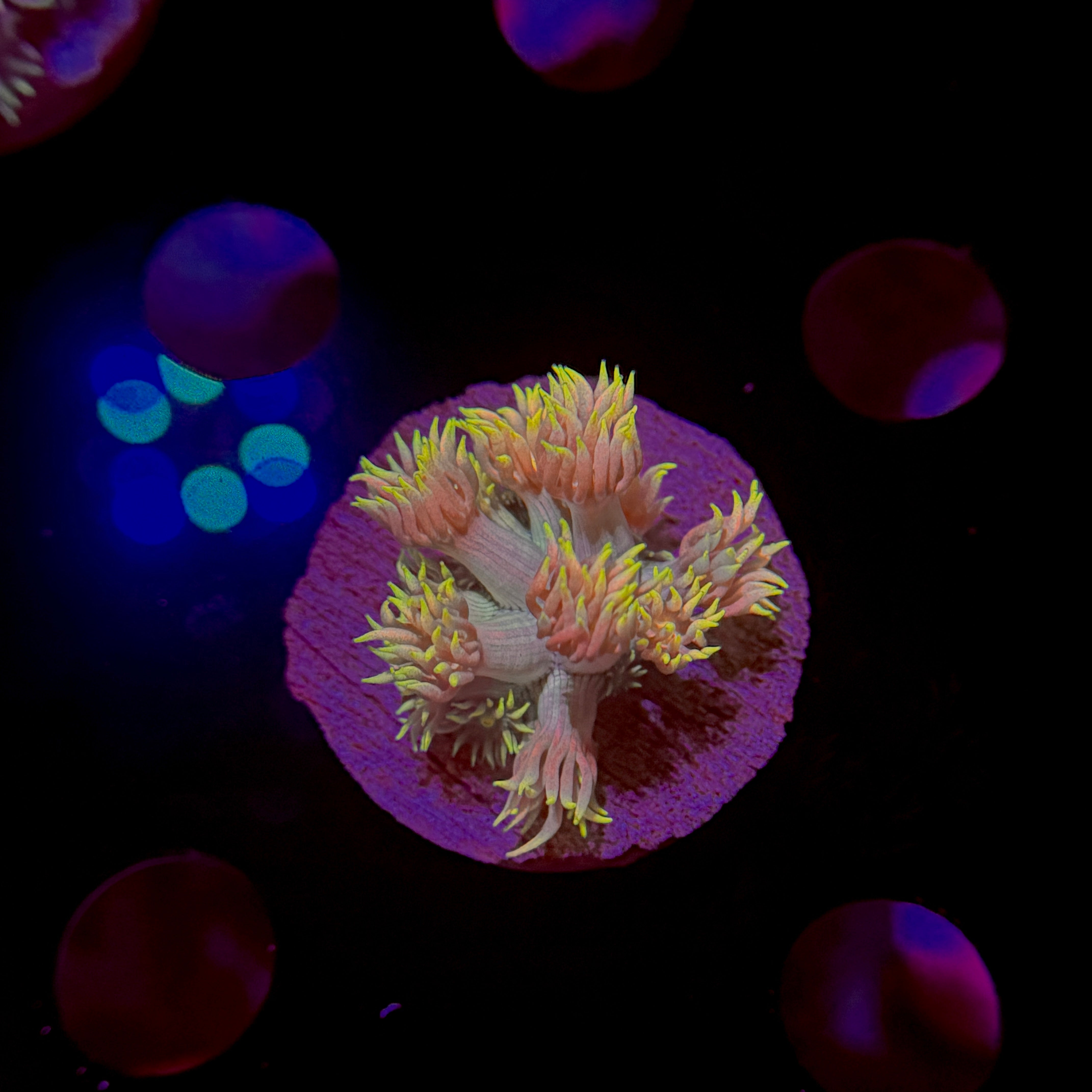 Sherbet Goniopora 3