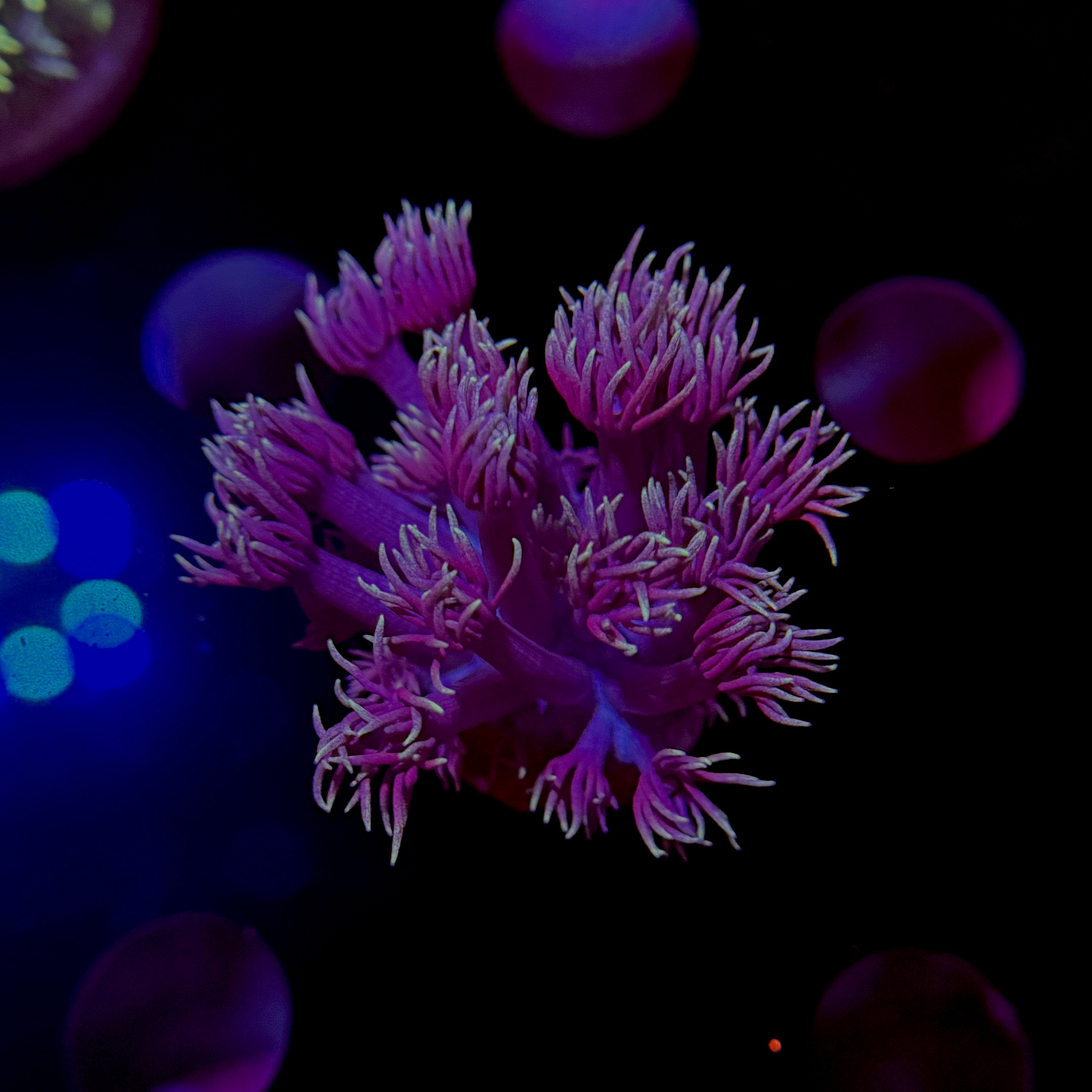 Pixie Stix Goniopora 2