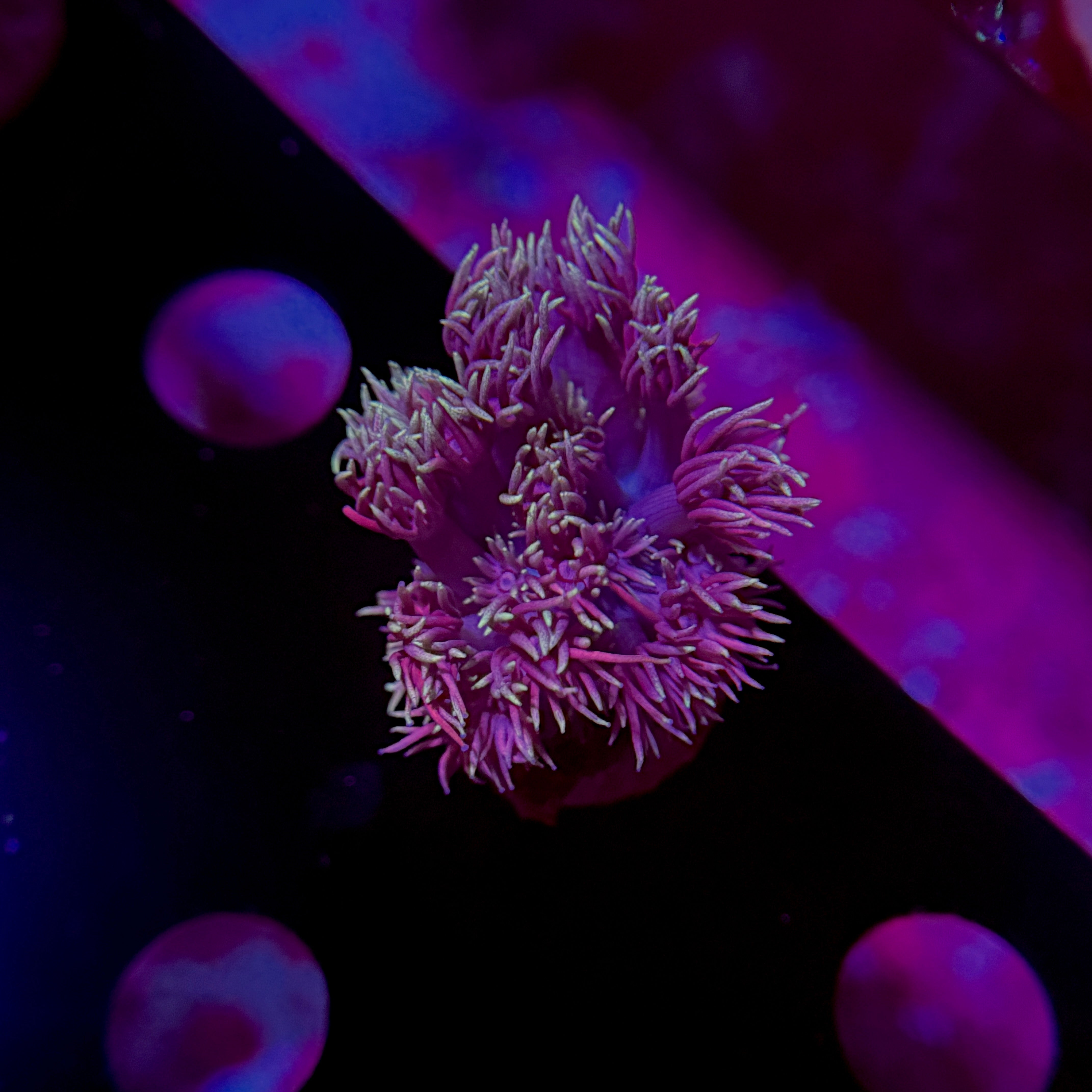 Pixie Stix Goniopora