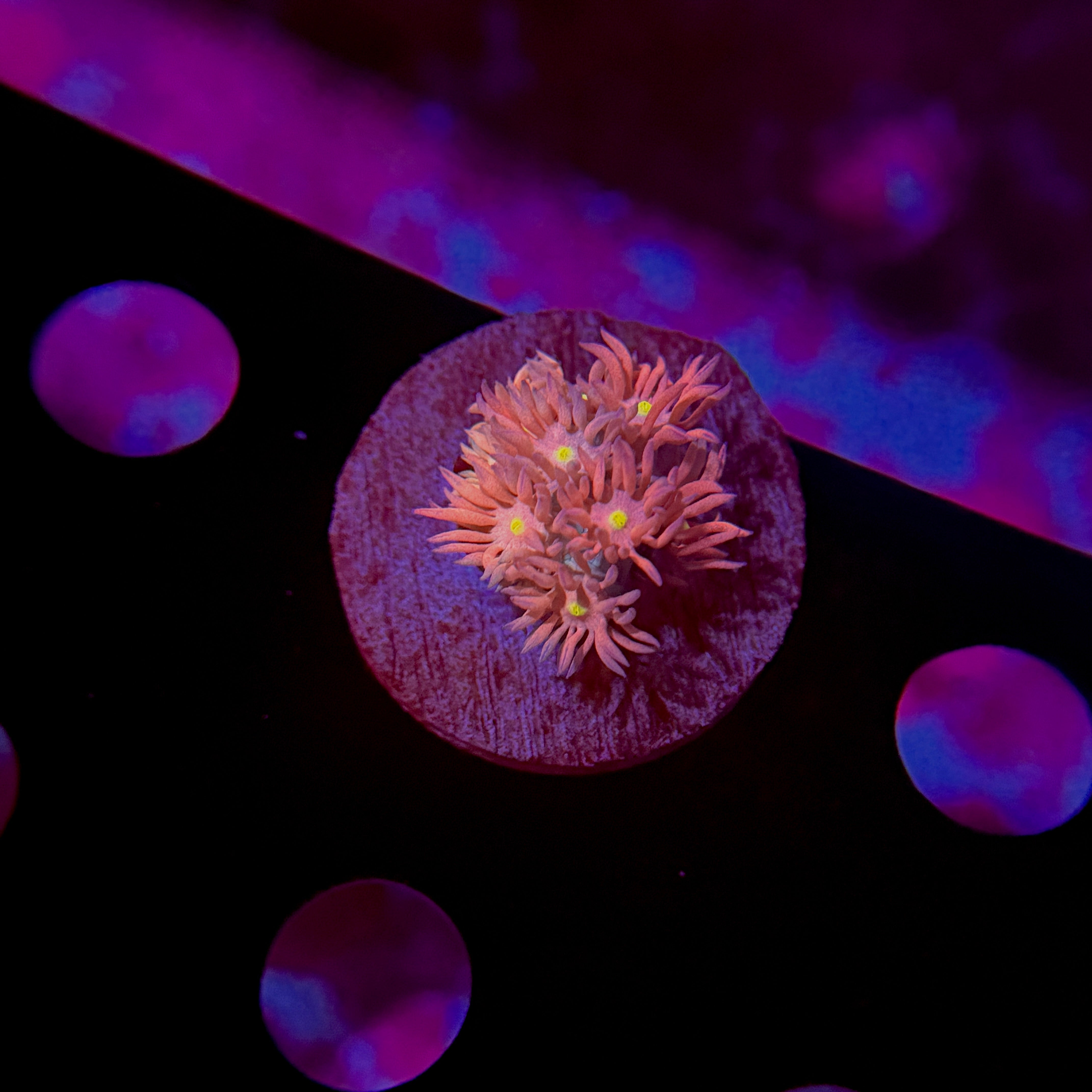 Flaming Mango Goniopora 2