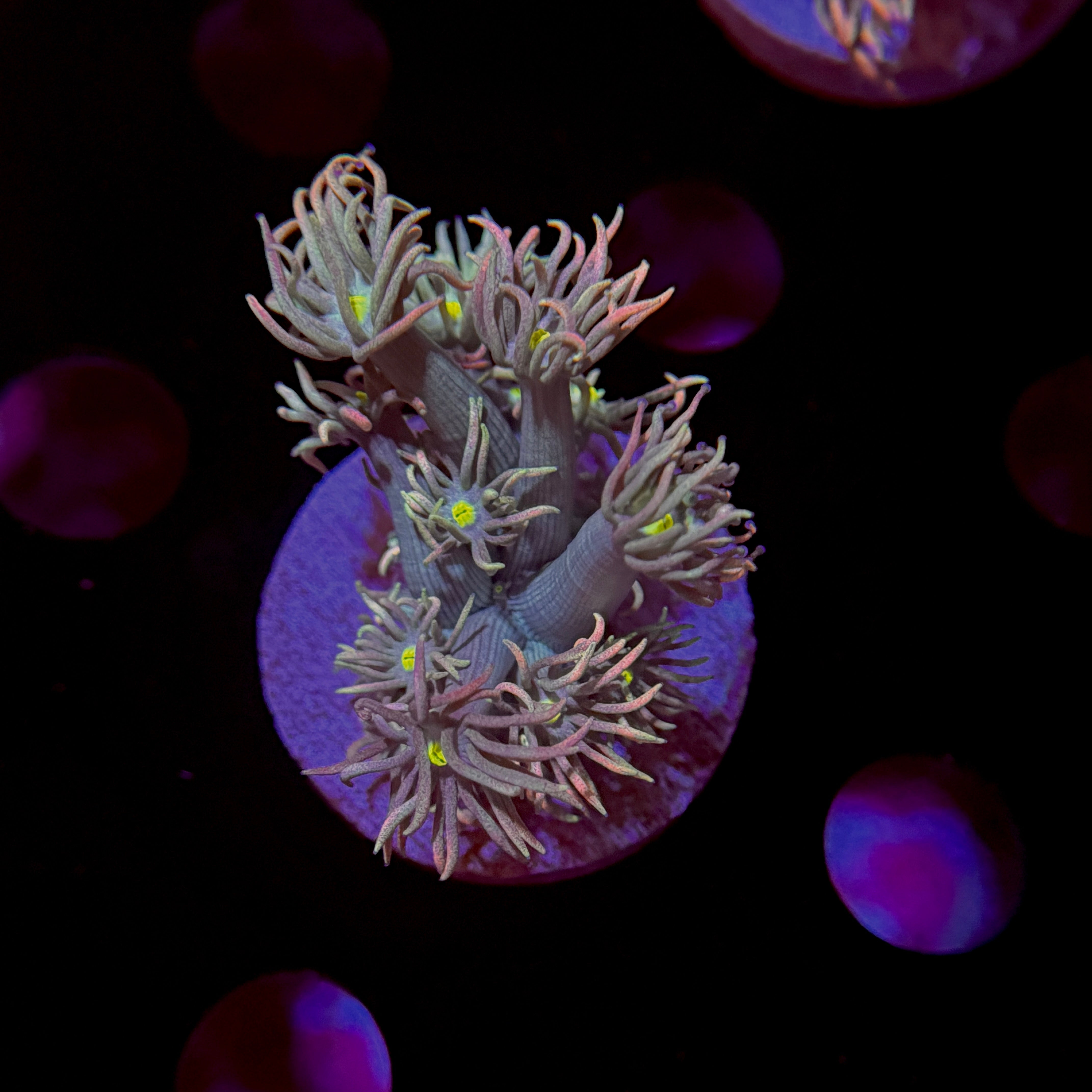 Rainbow Goniopora