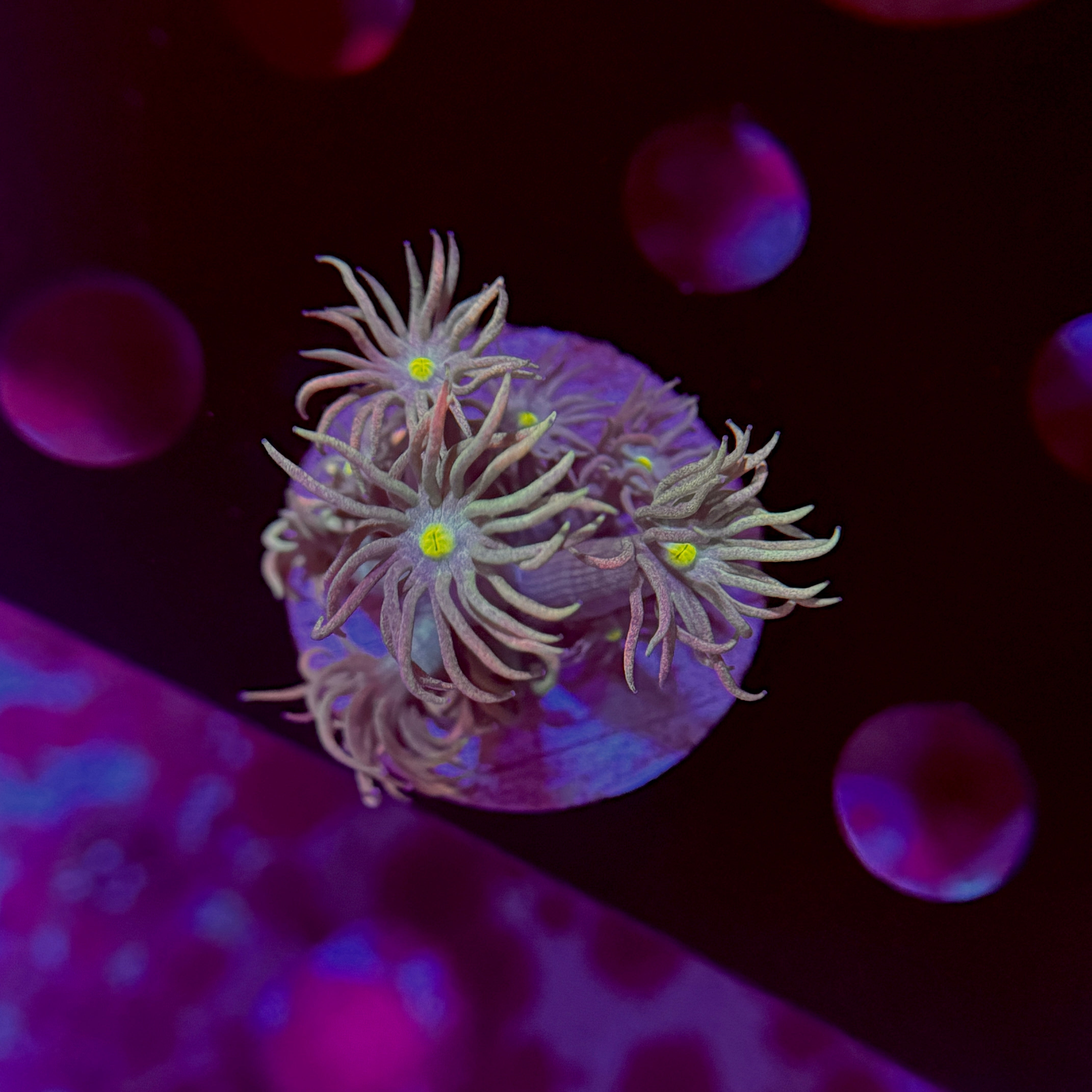 Rainbow Goniopora