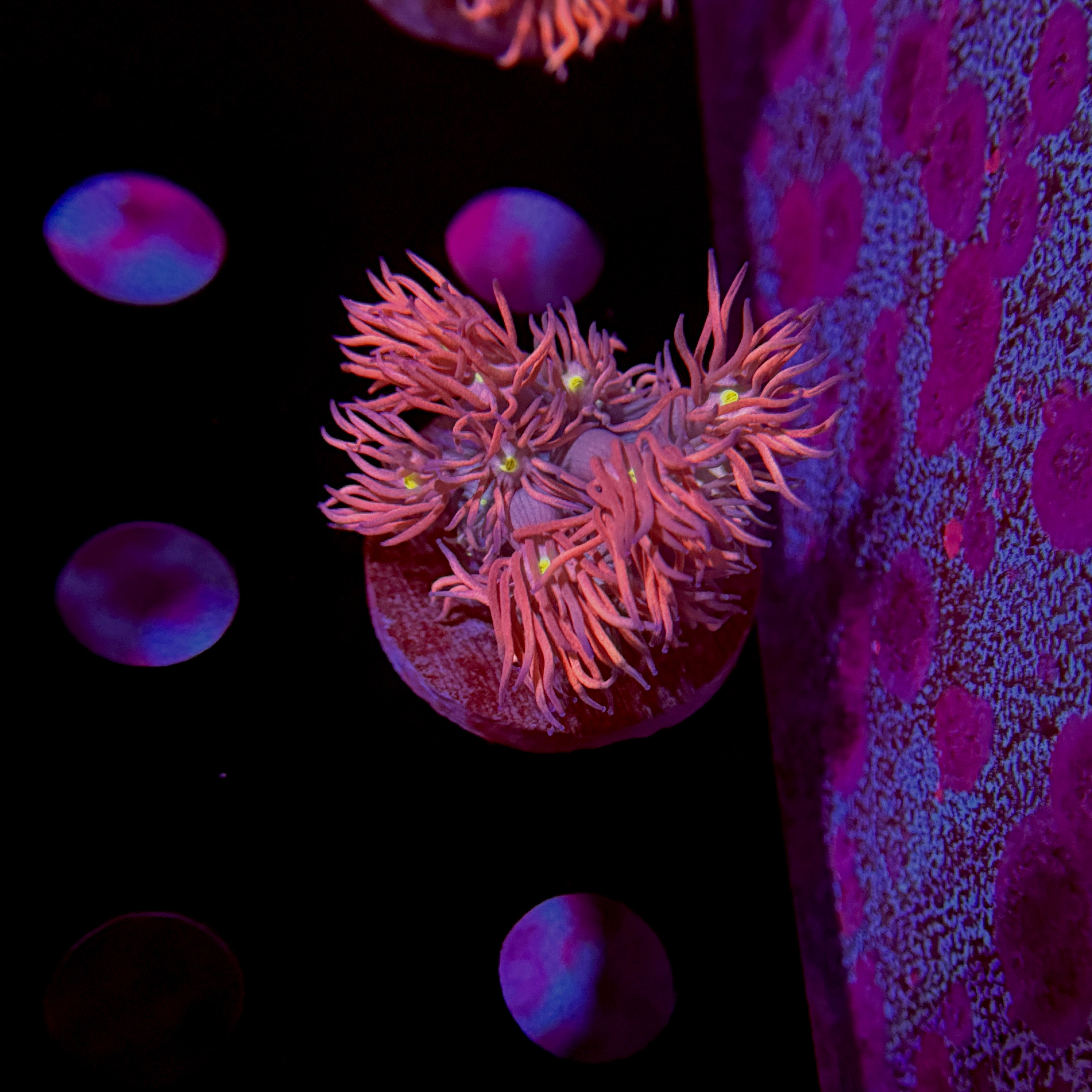 Flaming Mango Goniopora
