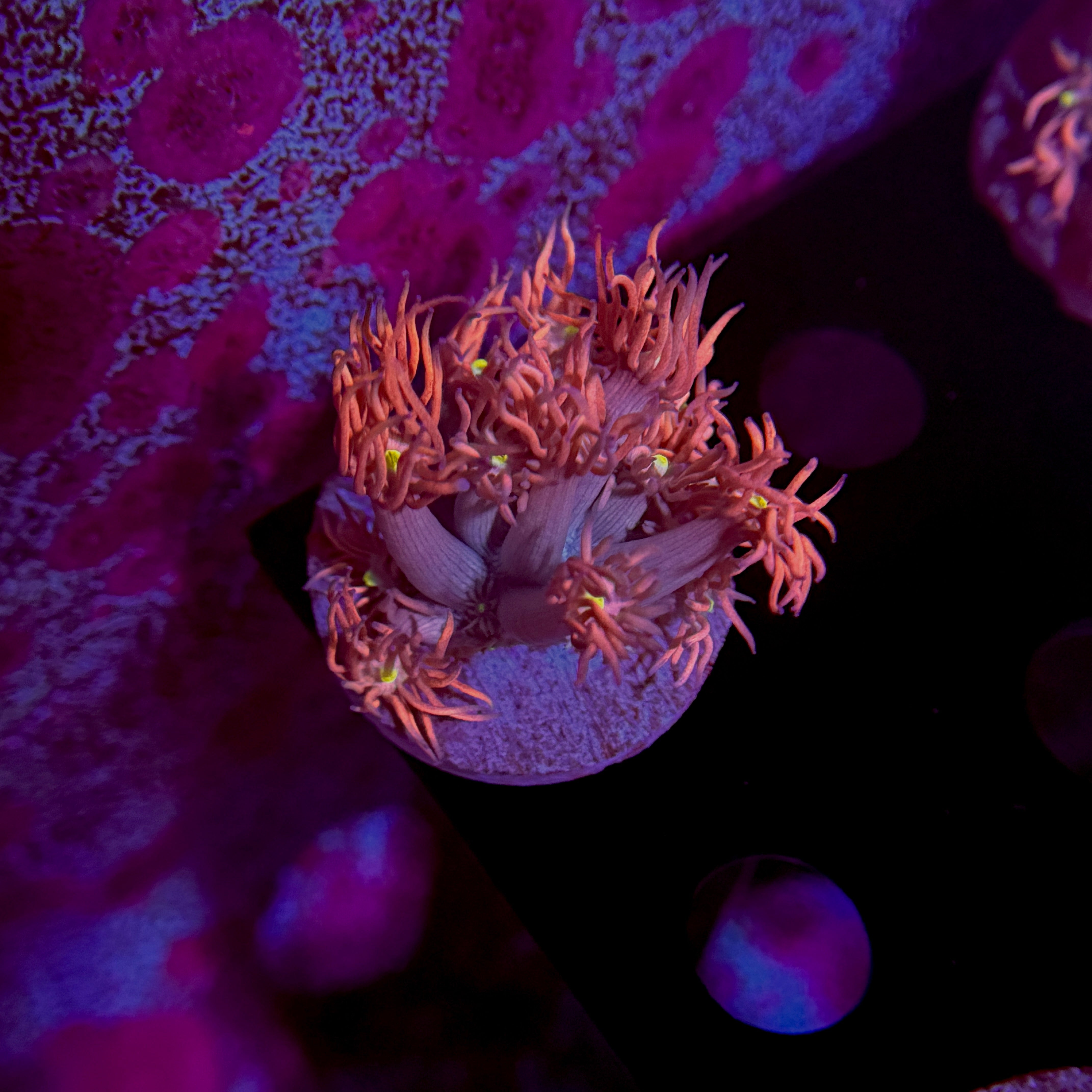 Flaming Mango Goniopora 2