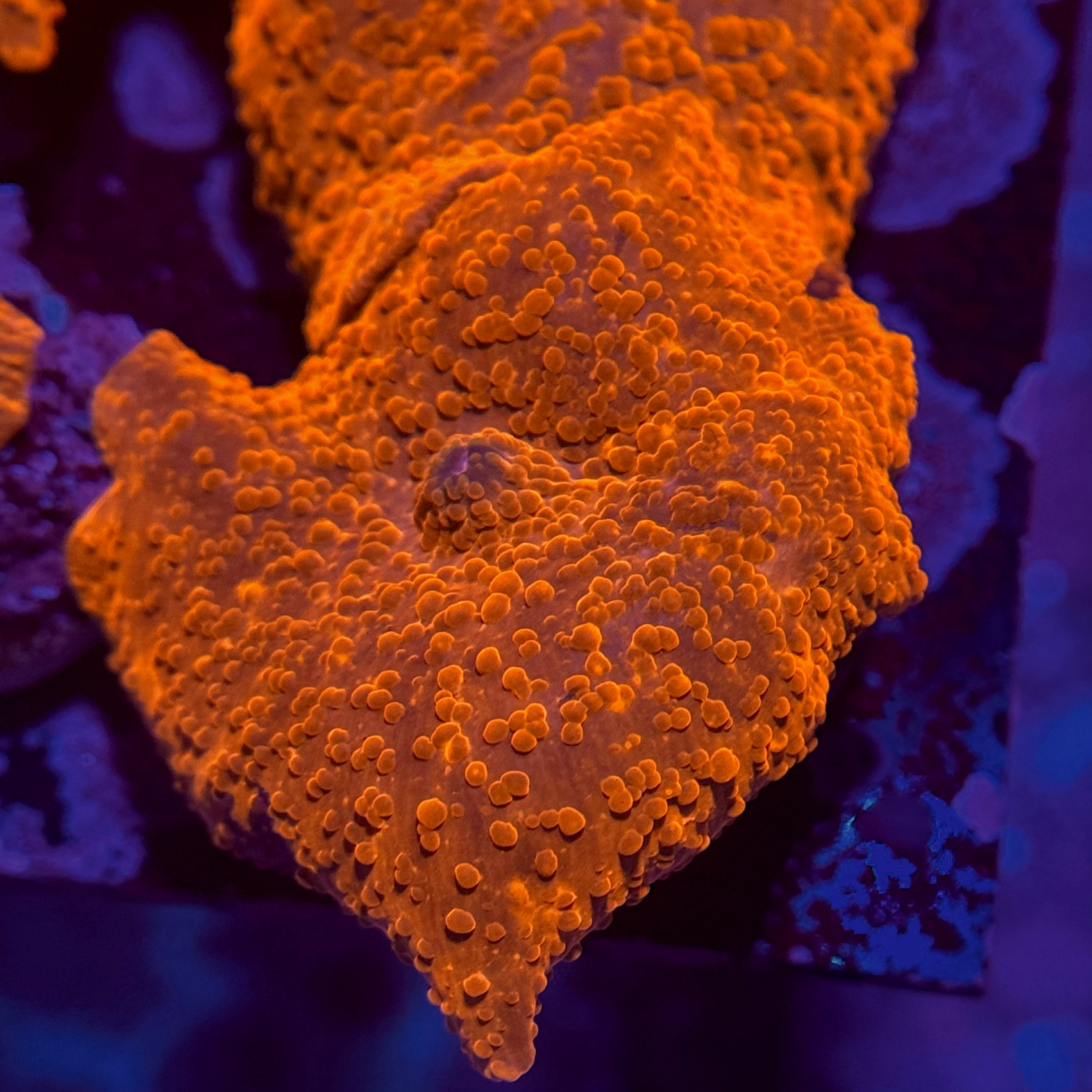 Orange Speckled Mushroom 2