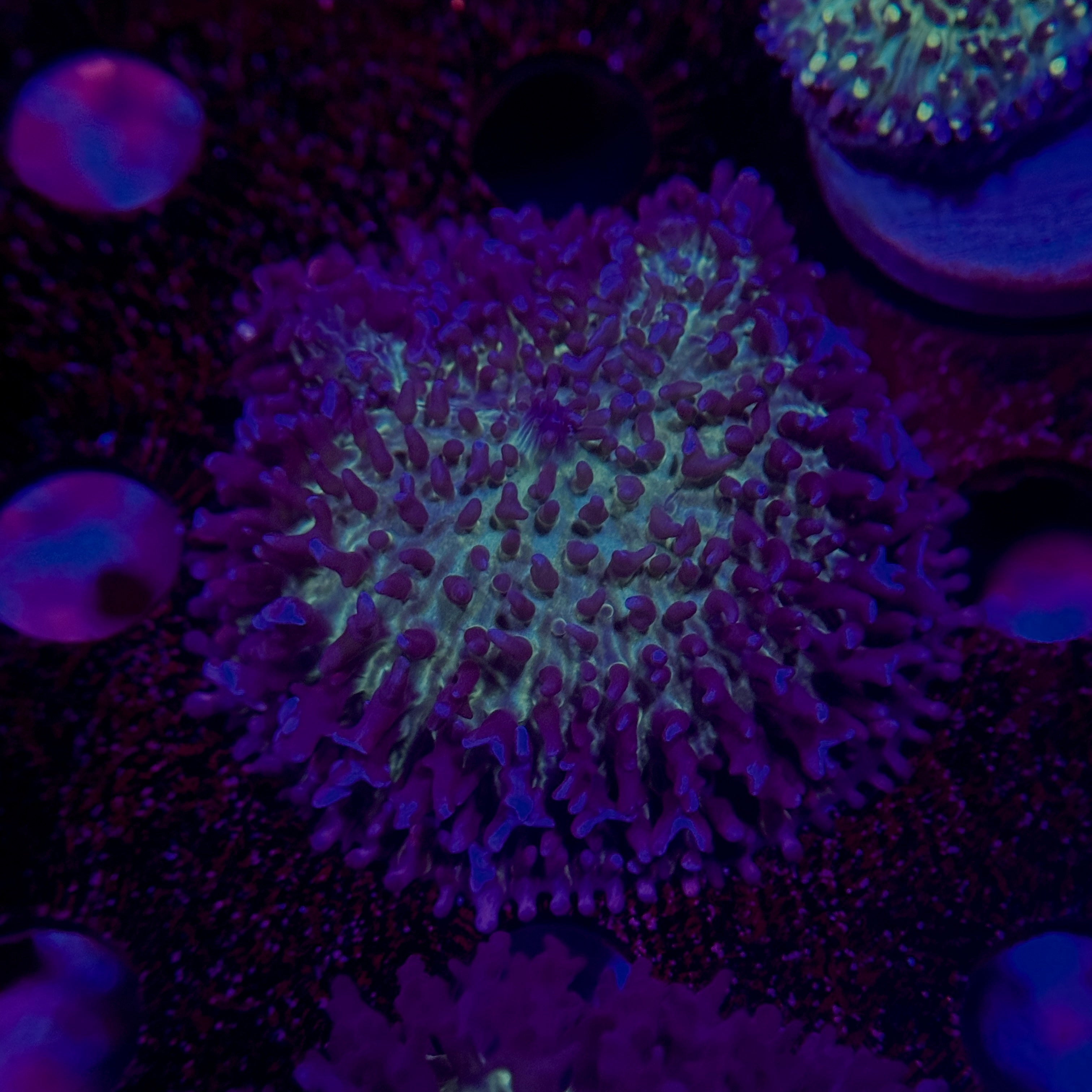 Fluffy Carpet Mushroom