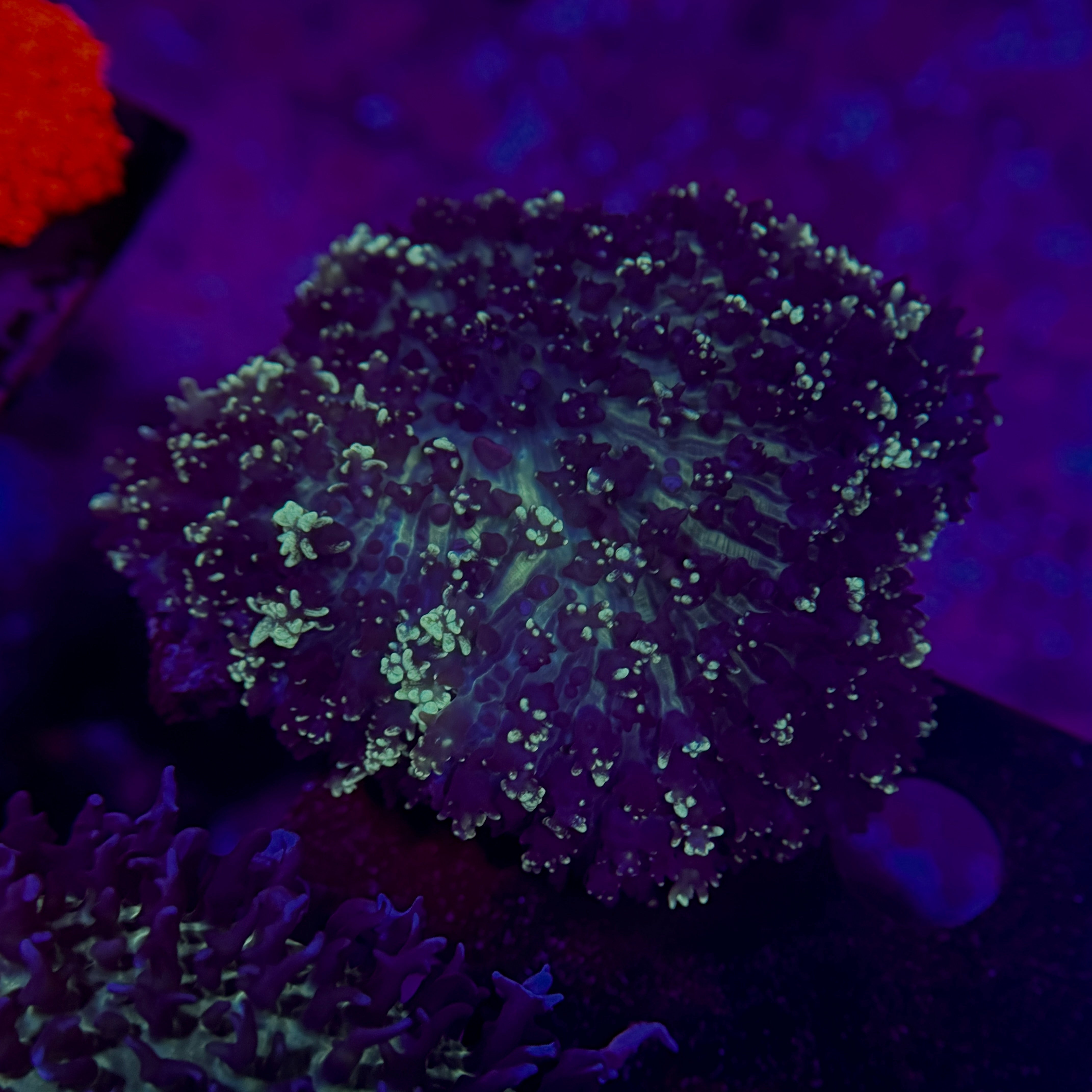 Starry Night Fluffy Carpet Mushroom