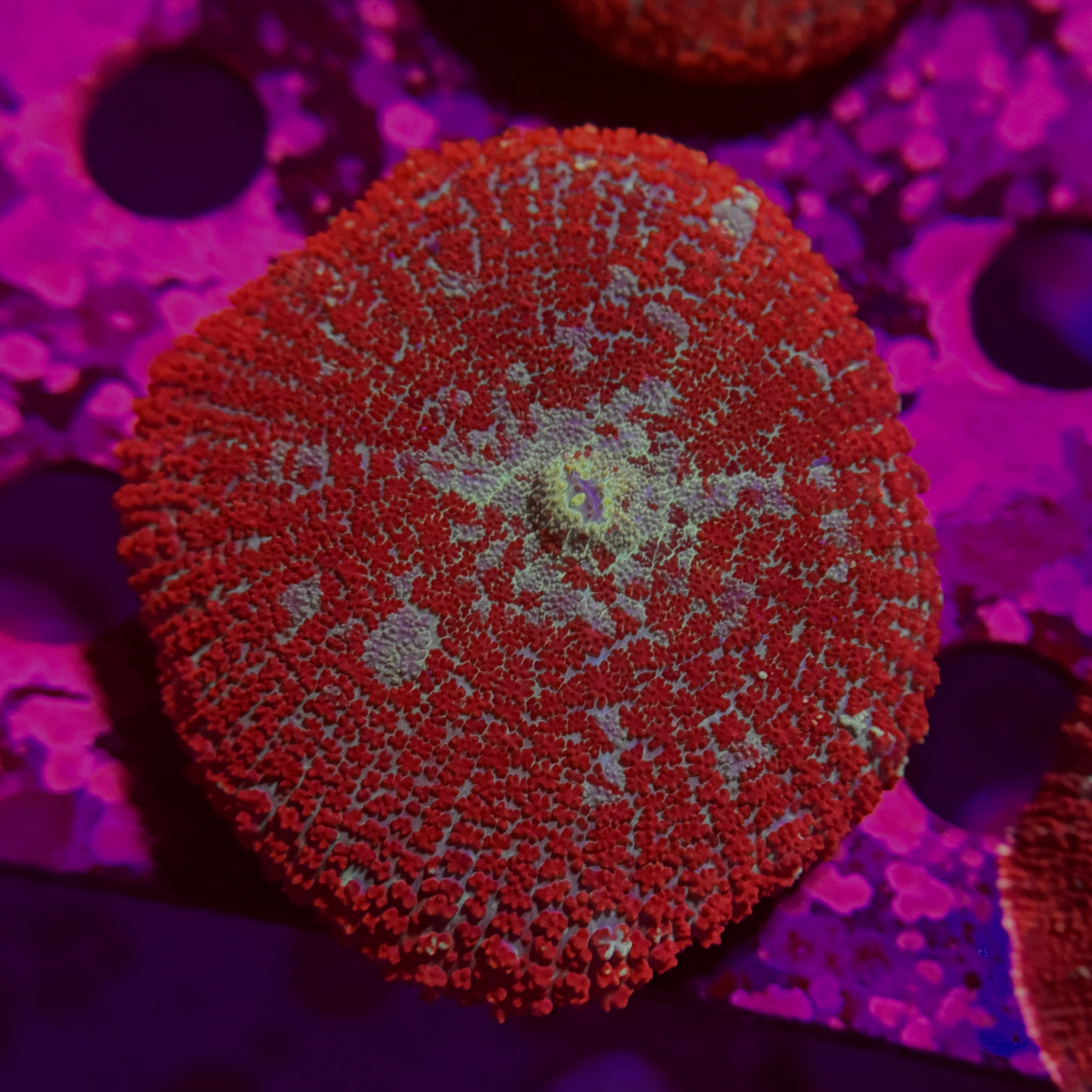 Ron Bergundy Mushroom 2