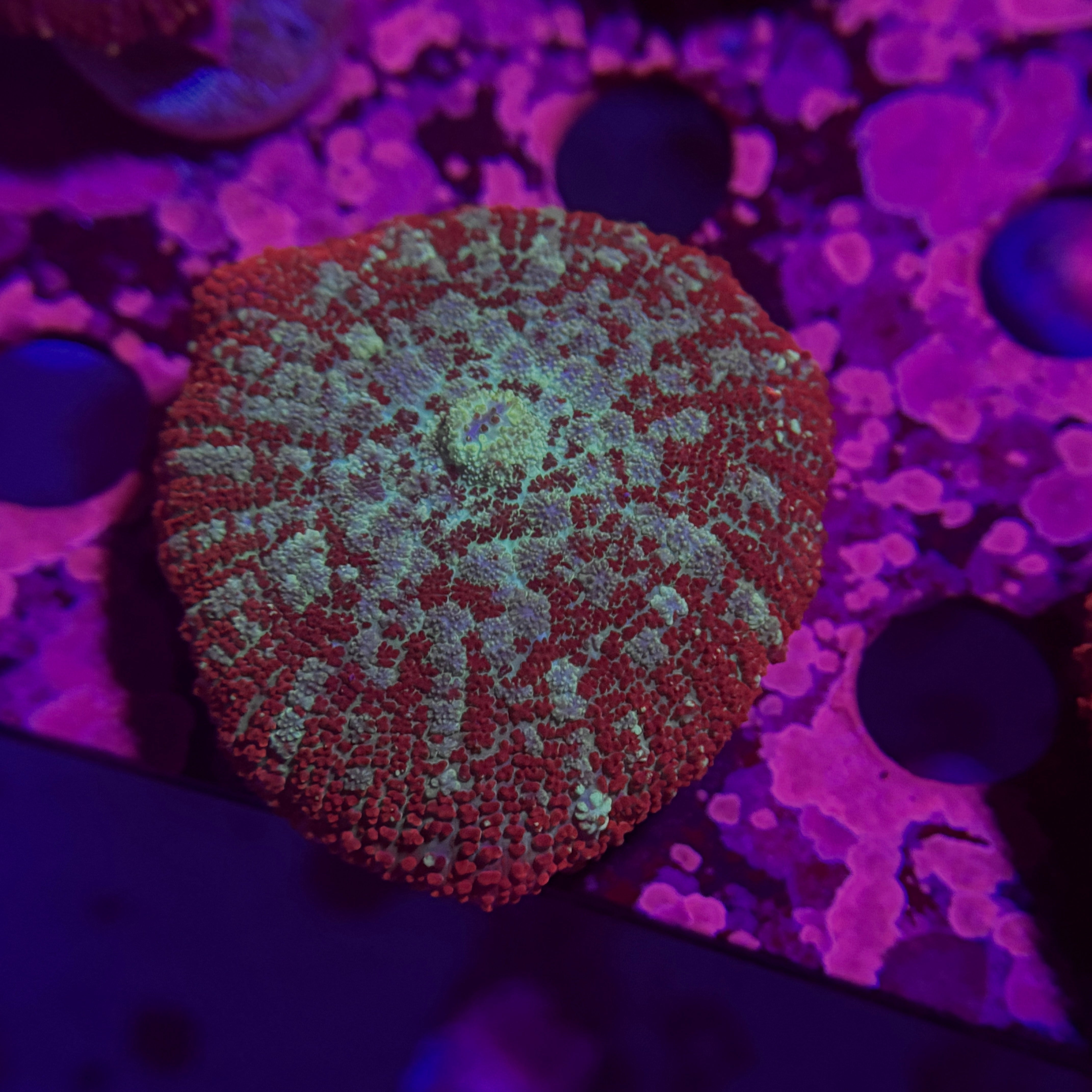 Ron Bergundy Mushroom 3
