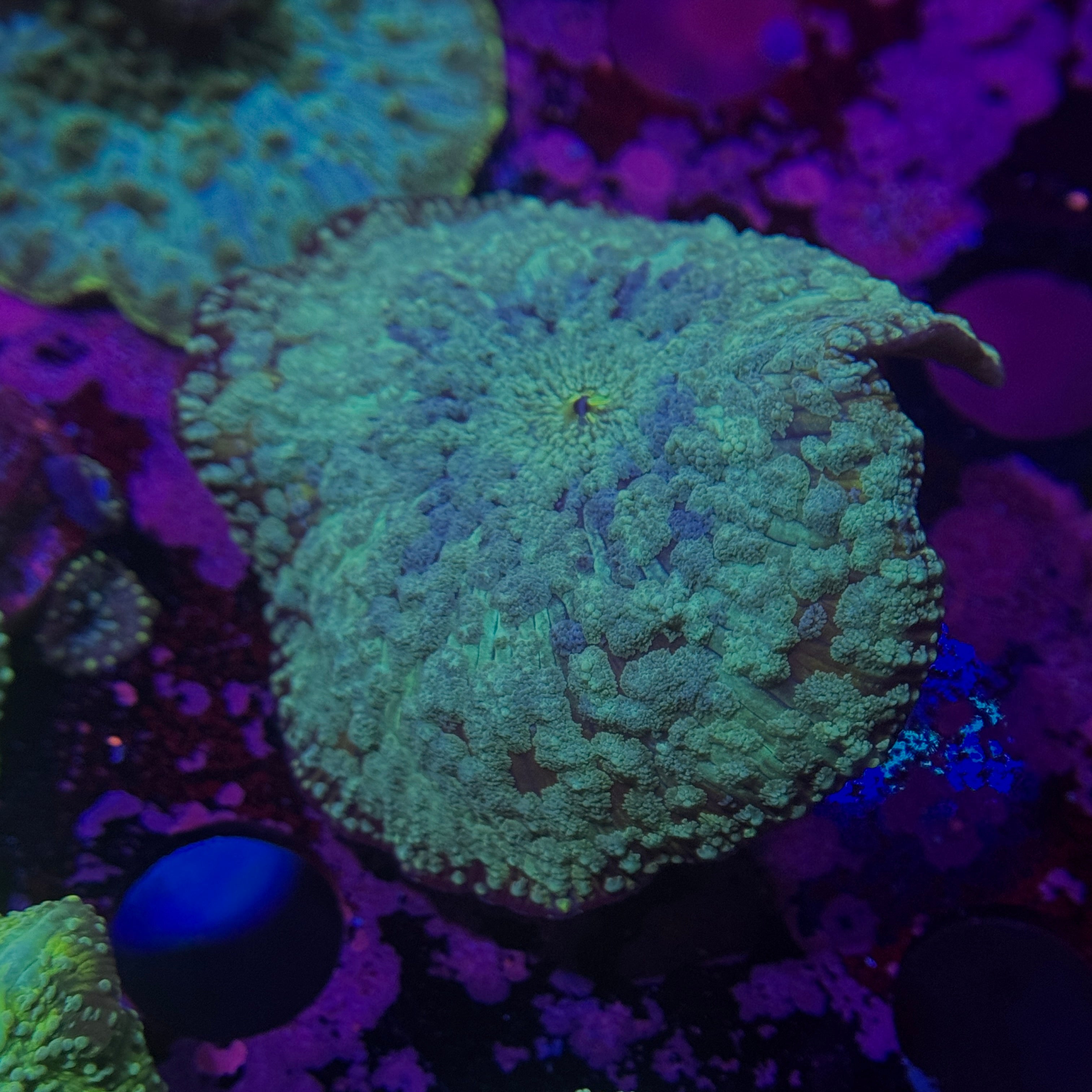 Blue Speckled Mushroom 3