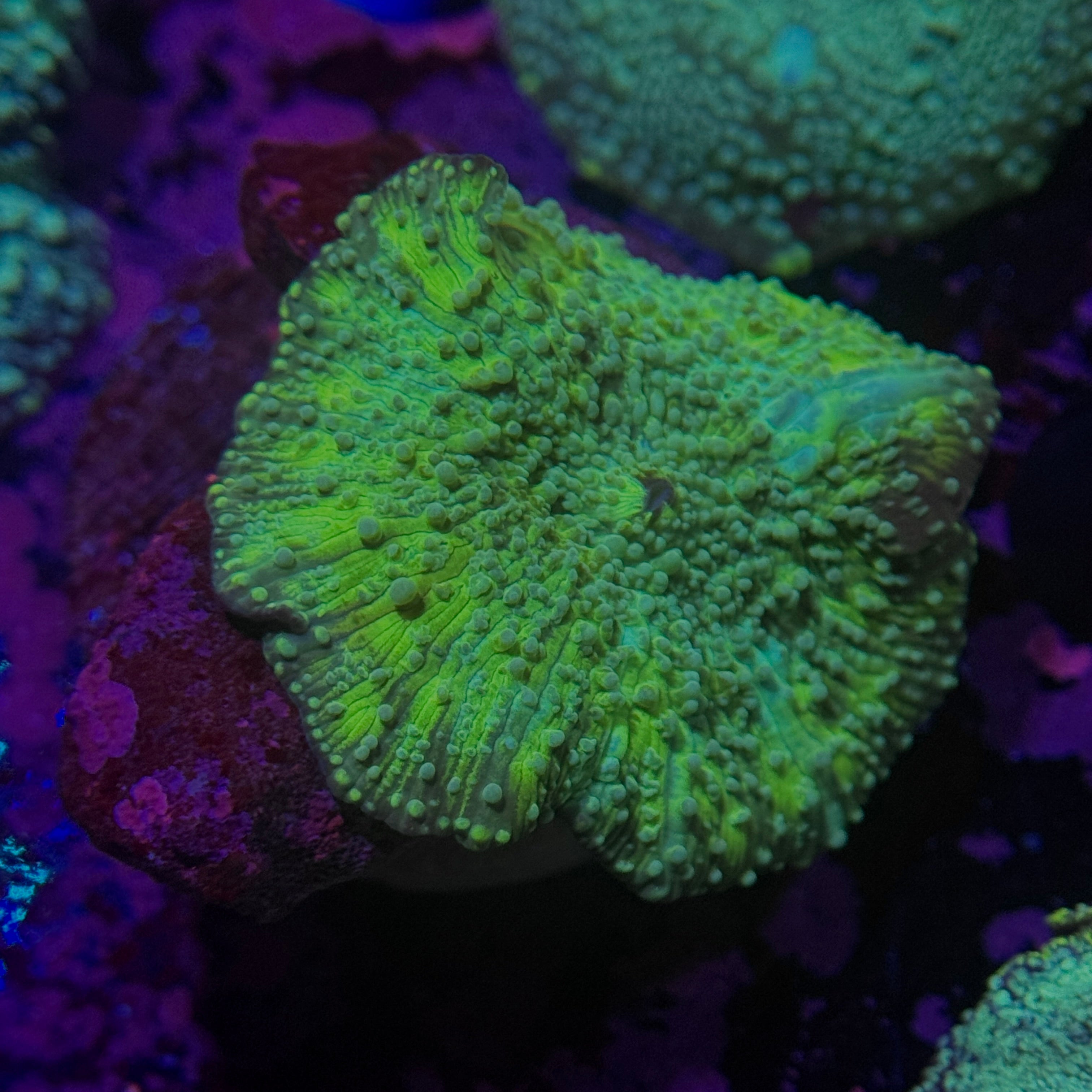 Mellow Yellow Bounce Mushroom