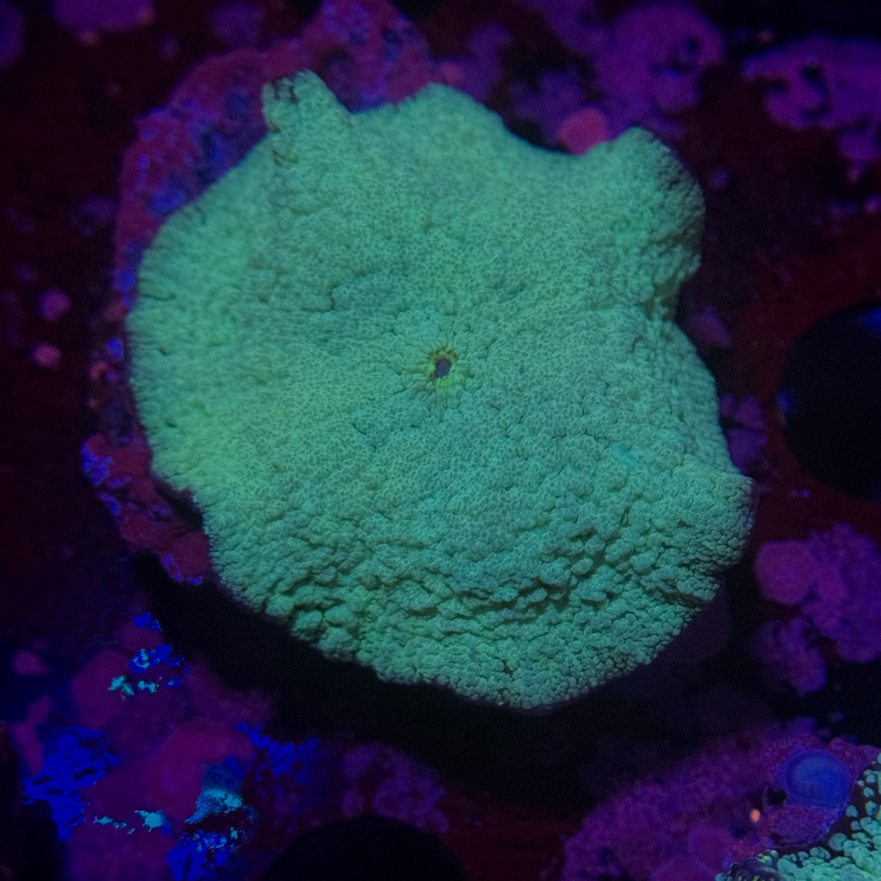 Blue Speckled Mushroom 4