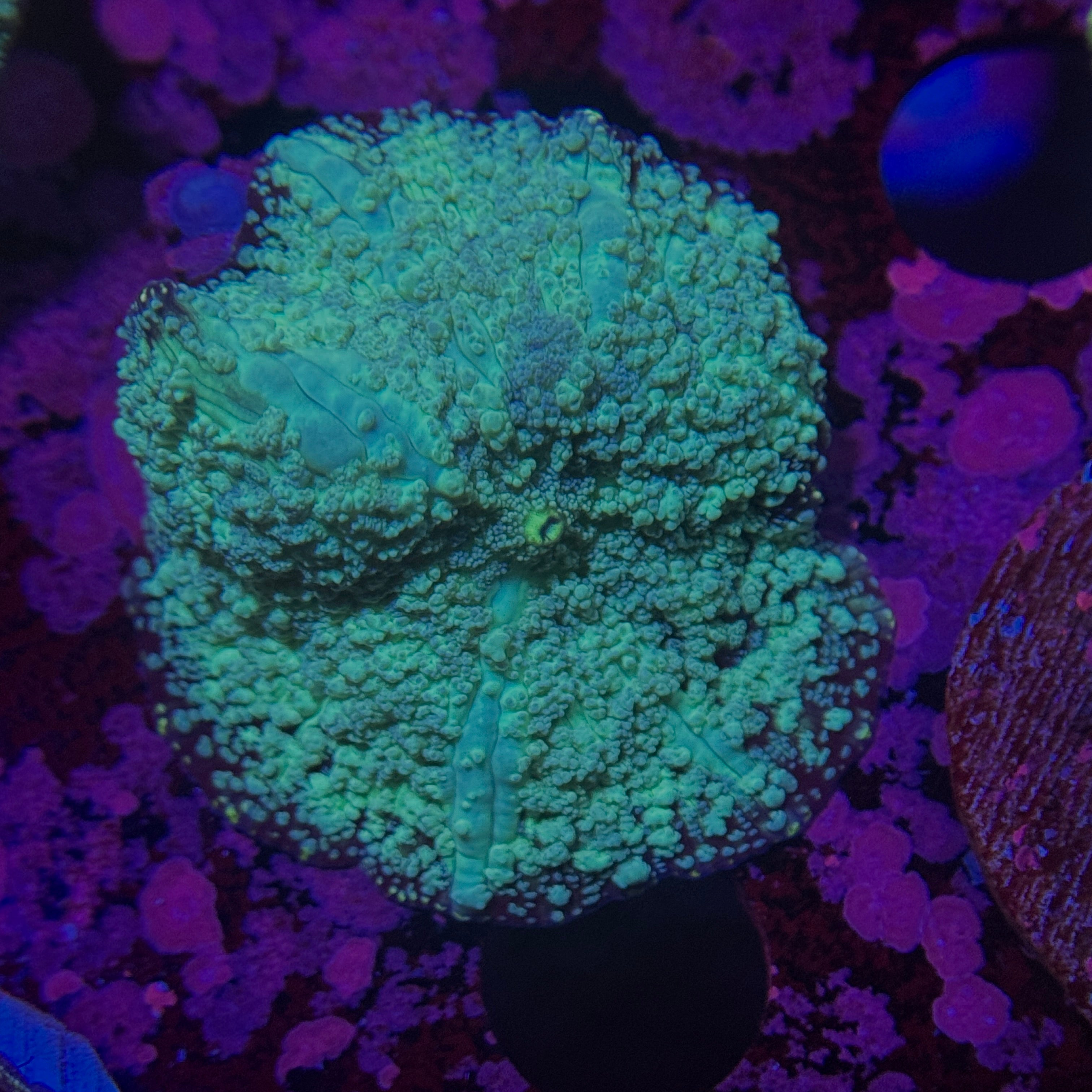 Speckled Blue Mushroom 2