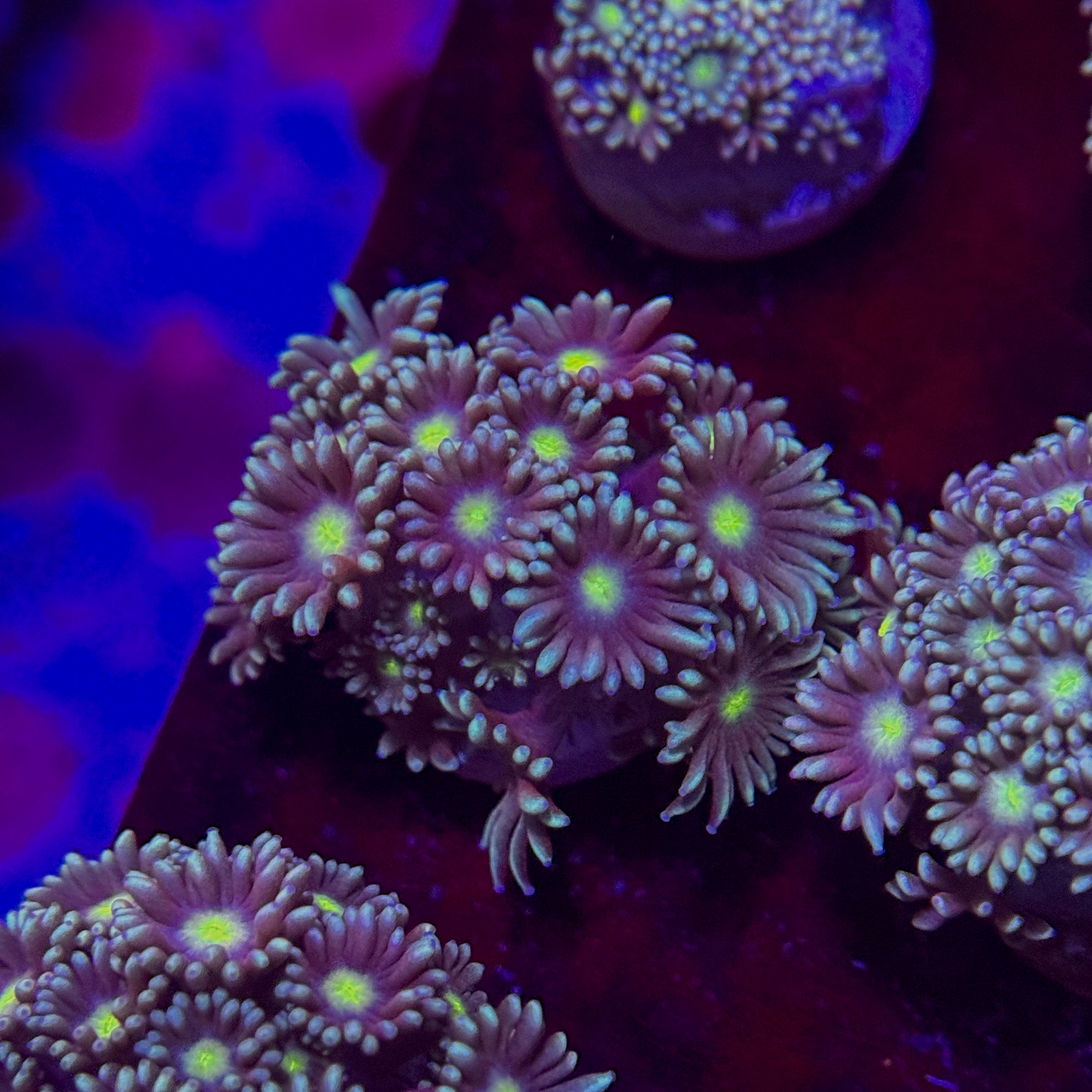 Hologram Goniopora