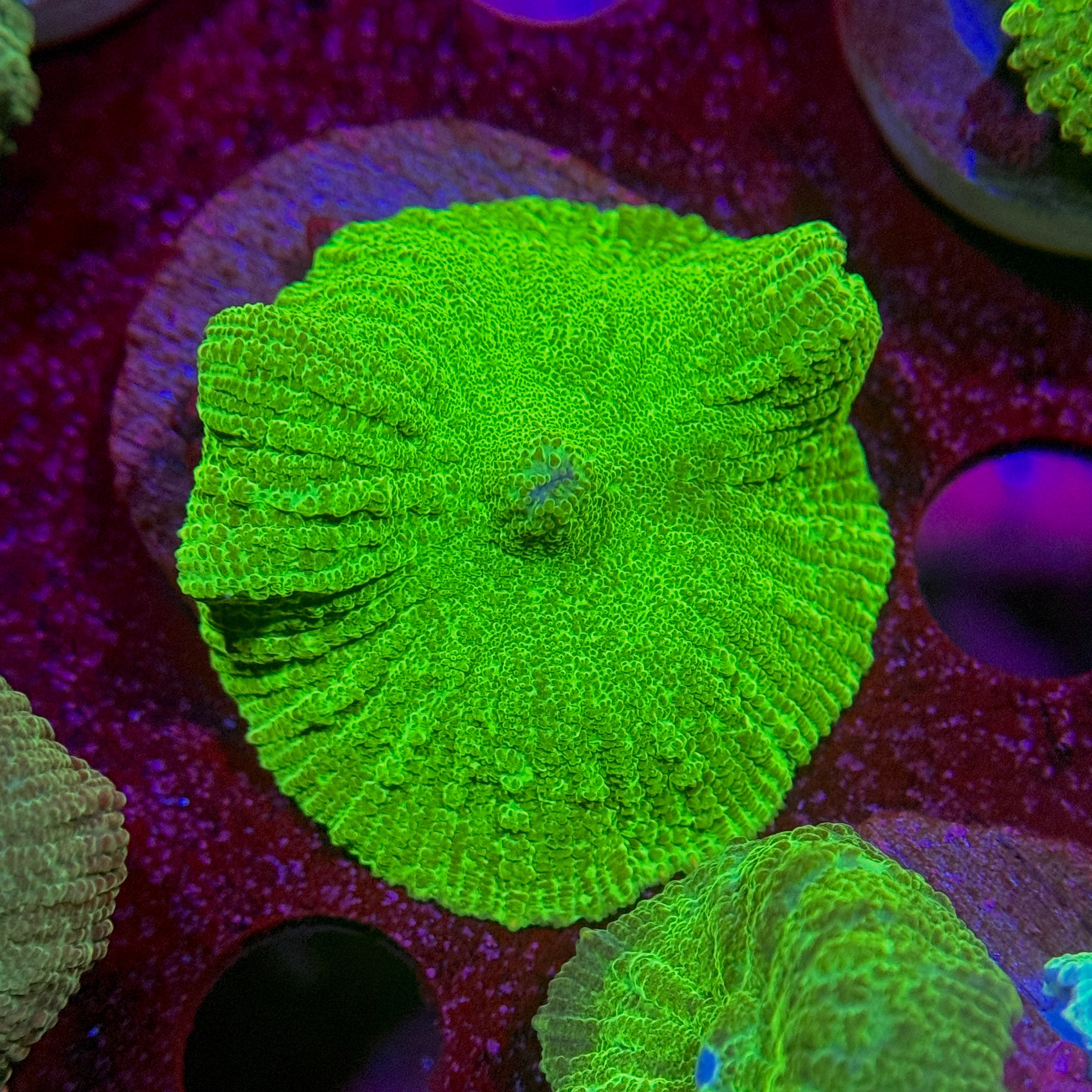 Neon Green Mushroom