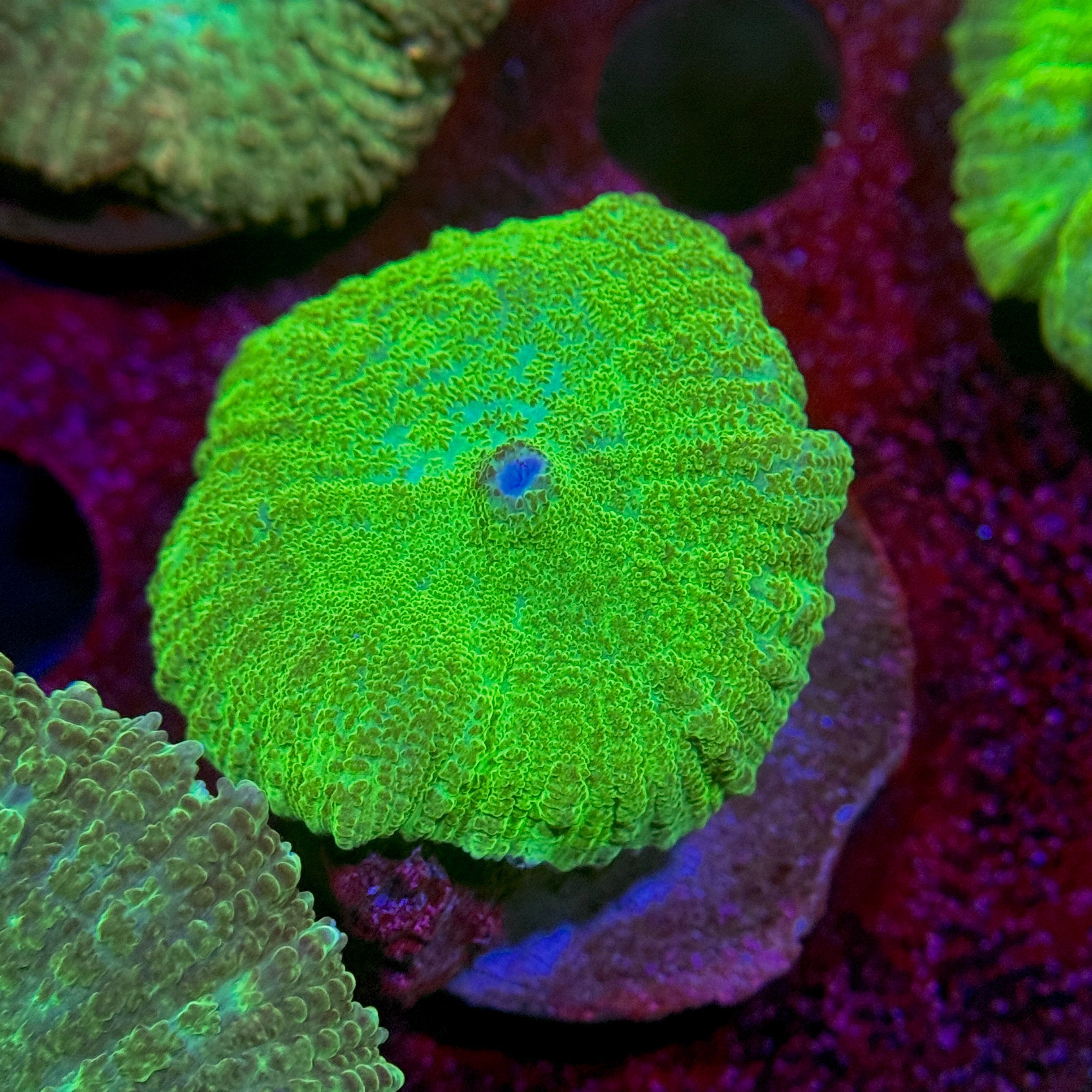 Neon Green Mushroom