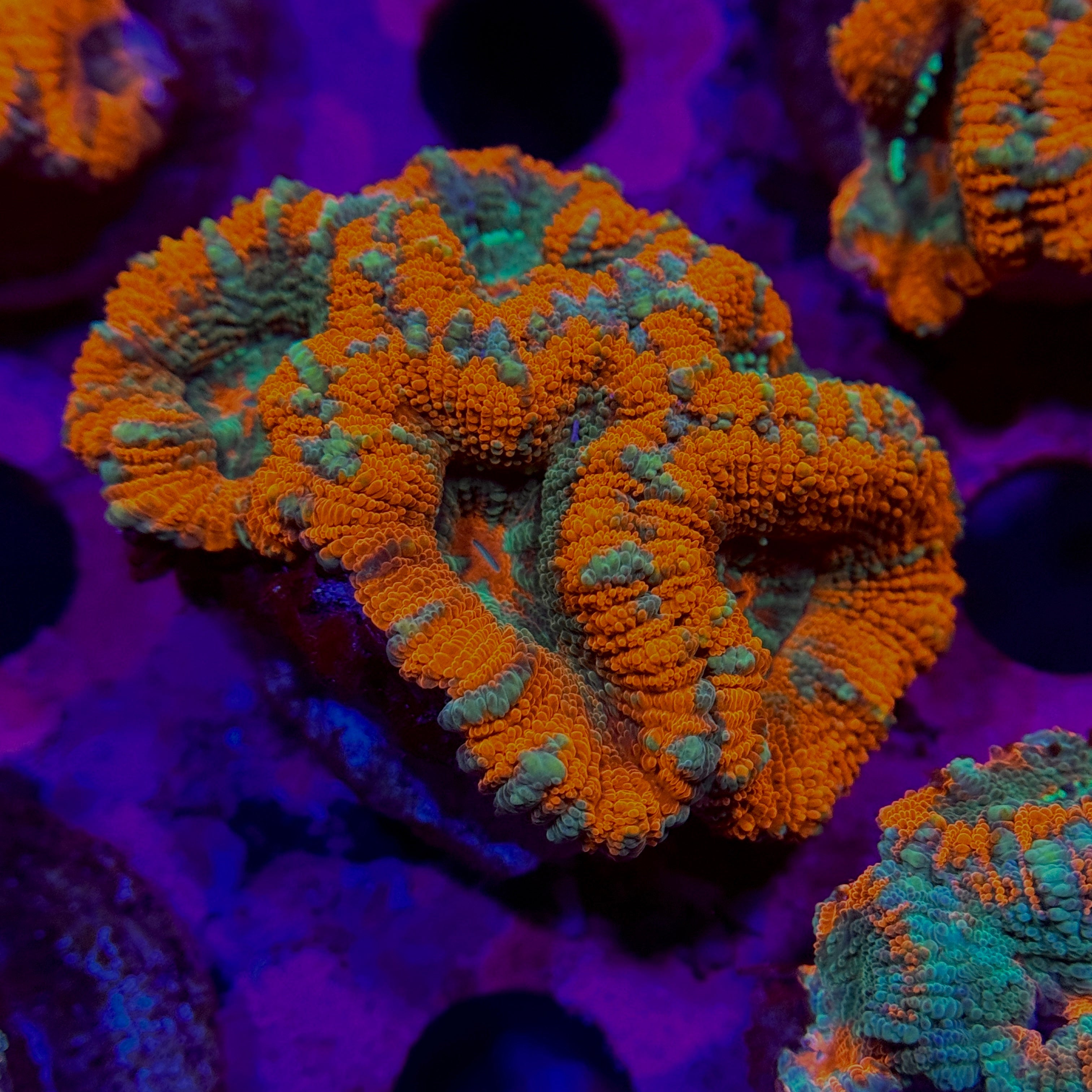 Frozen Fire Acan Lord