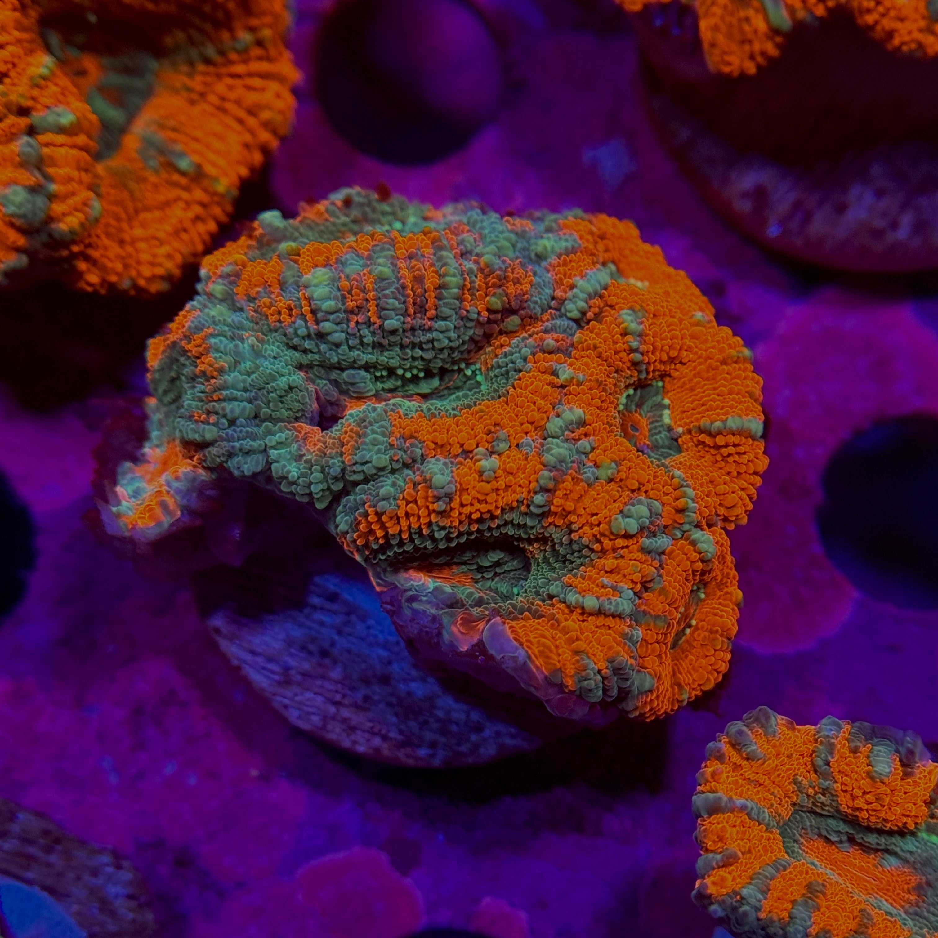 Frozen Fire Acan Lord 3