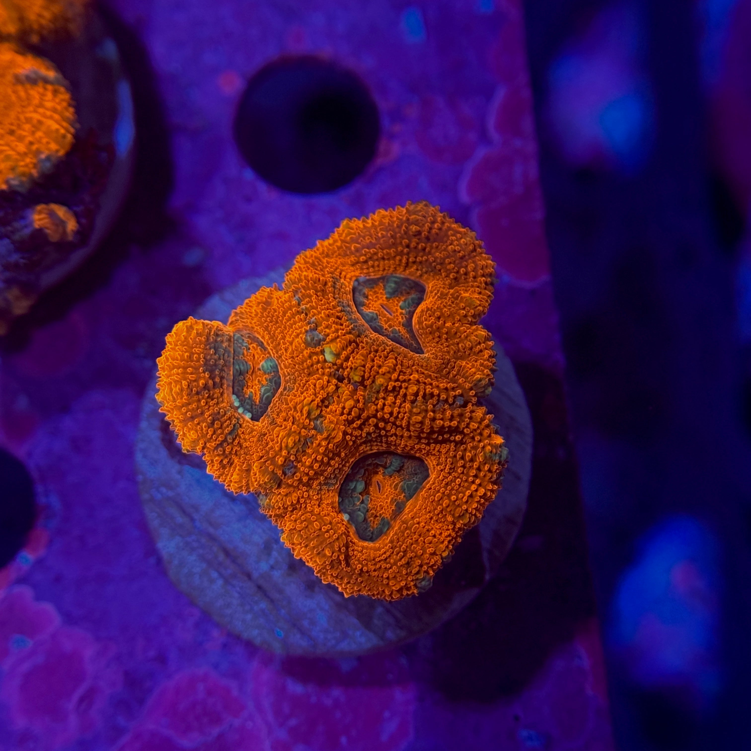 Ruby Red Acan Lord 2