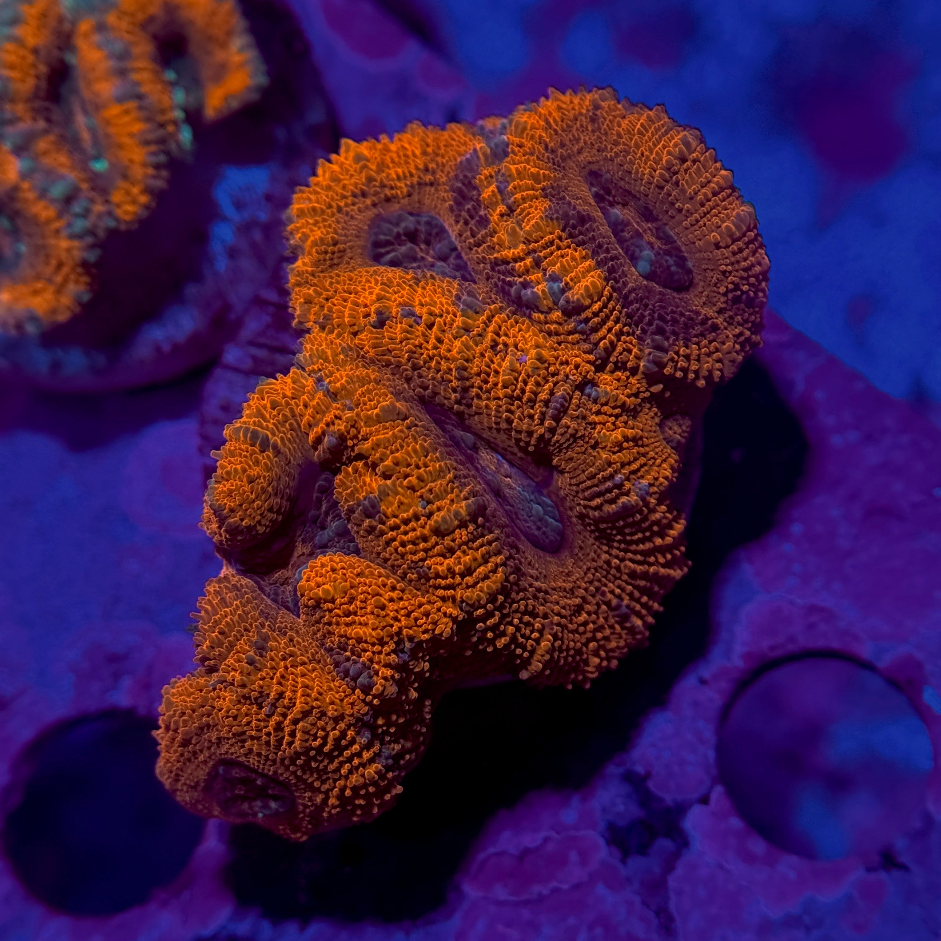 Ruby Red Acan Lord