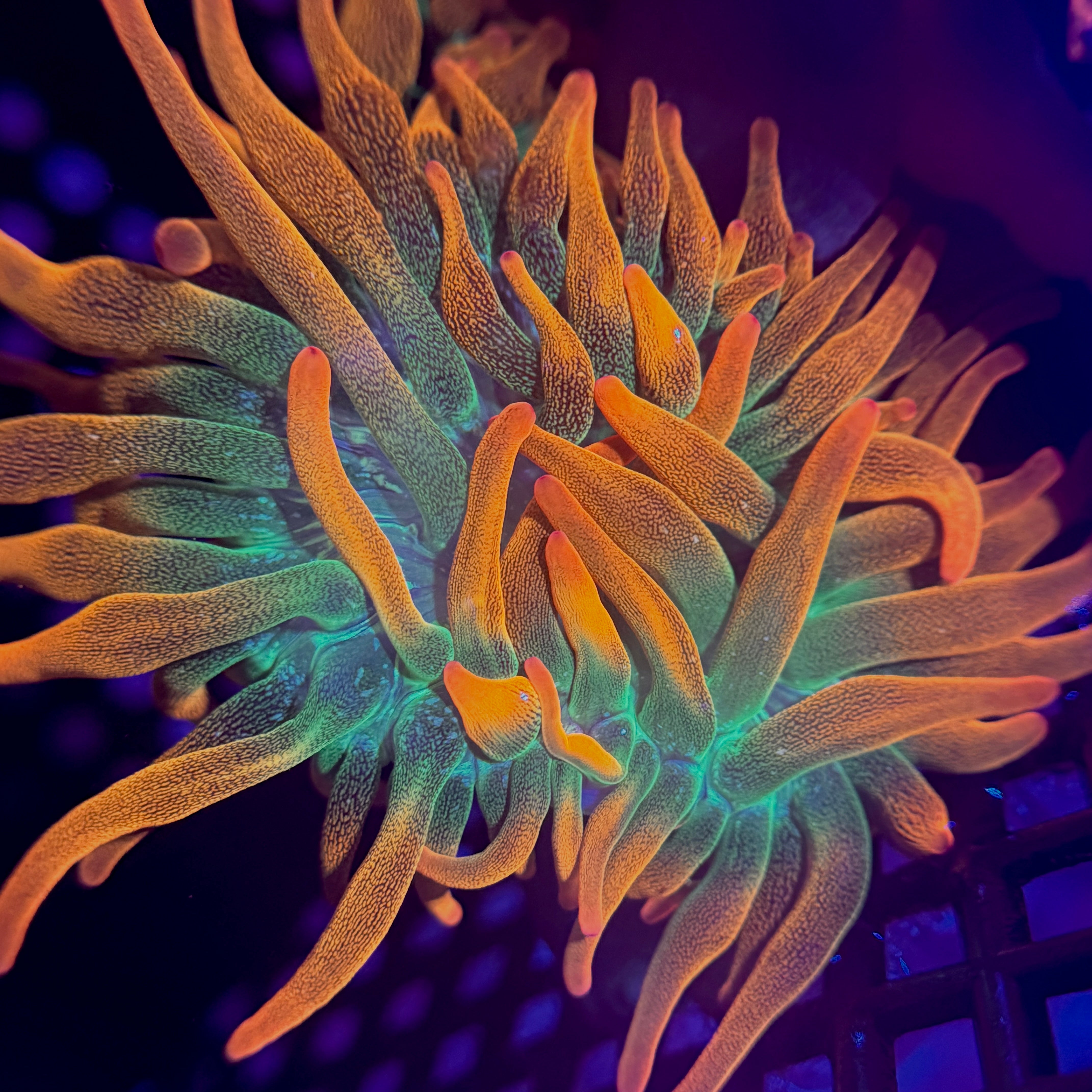 Ultra Rainbow Bubble Tip Anemone